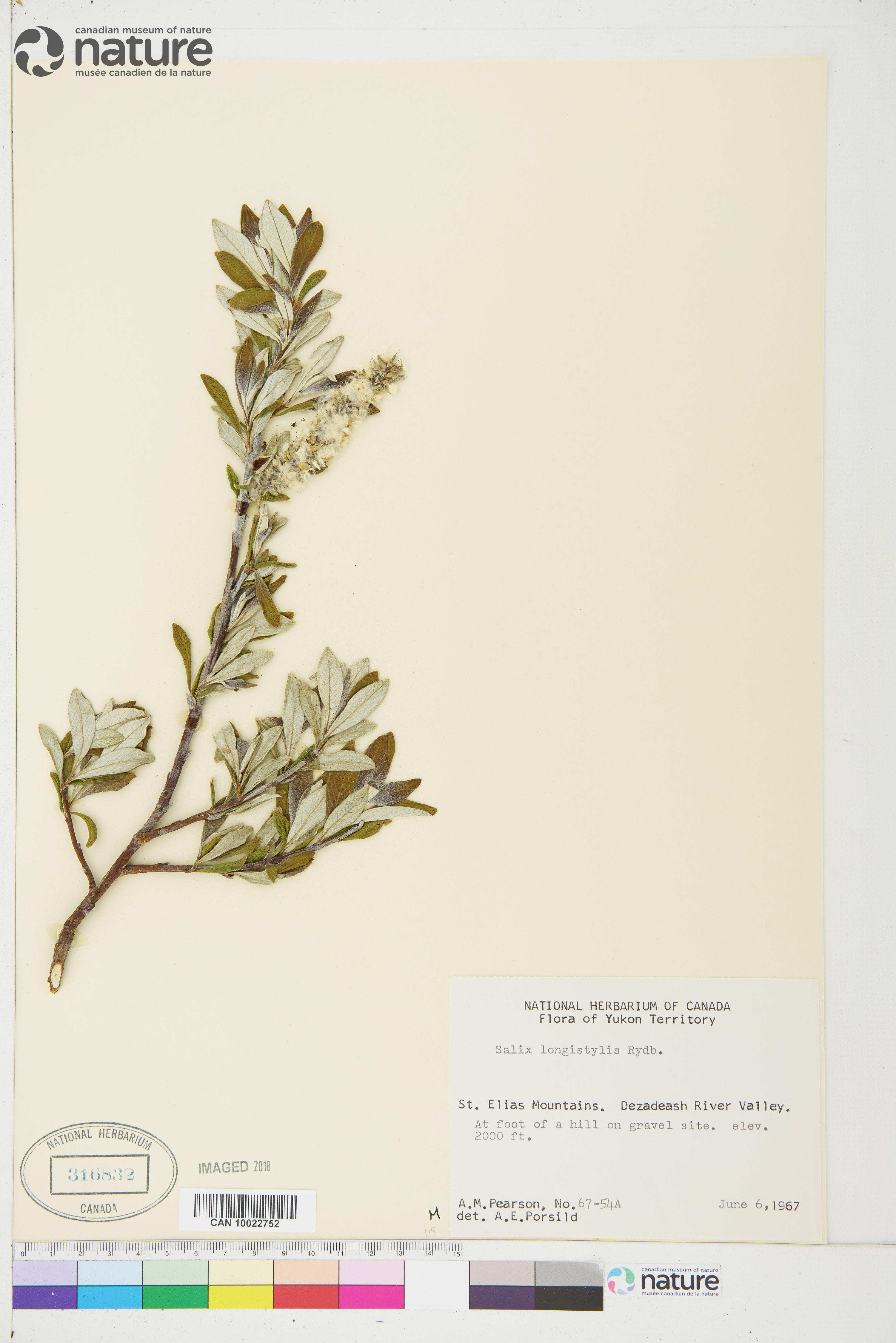Salix alaxensis var. longistylis image