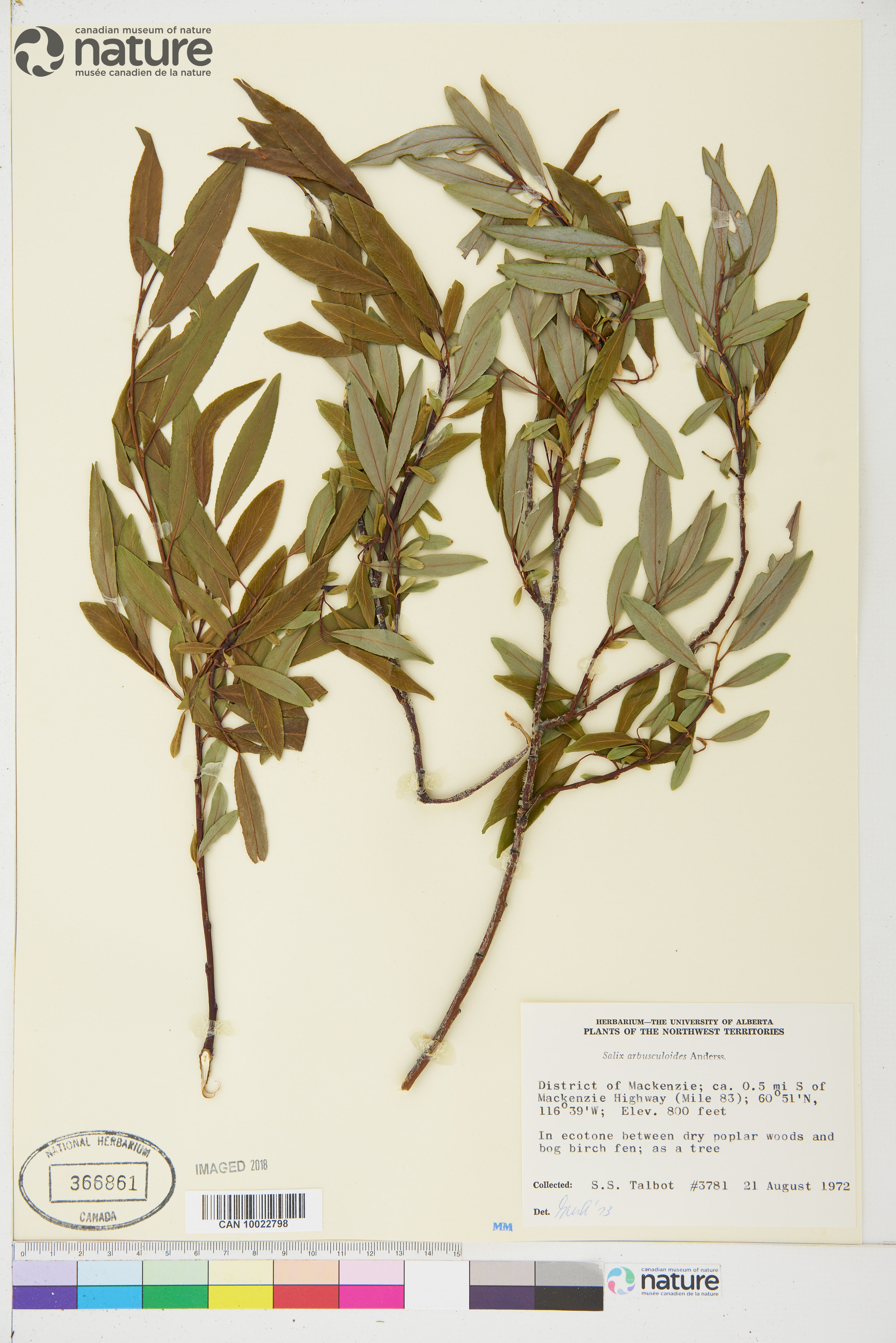 Salix arbusculoides image