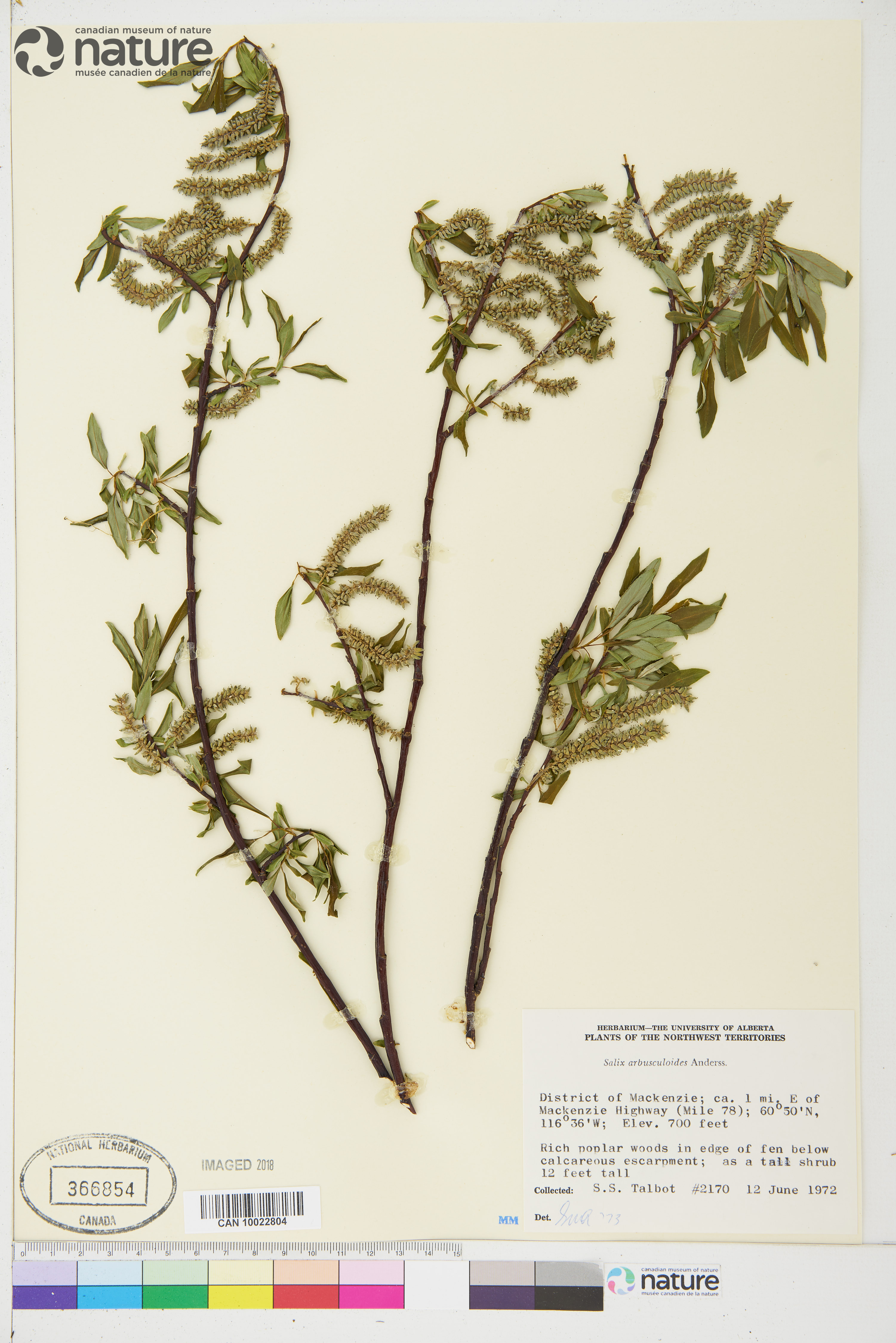Salix arbusculoides image