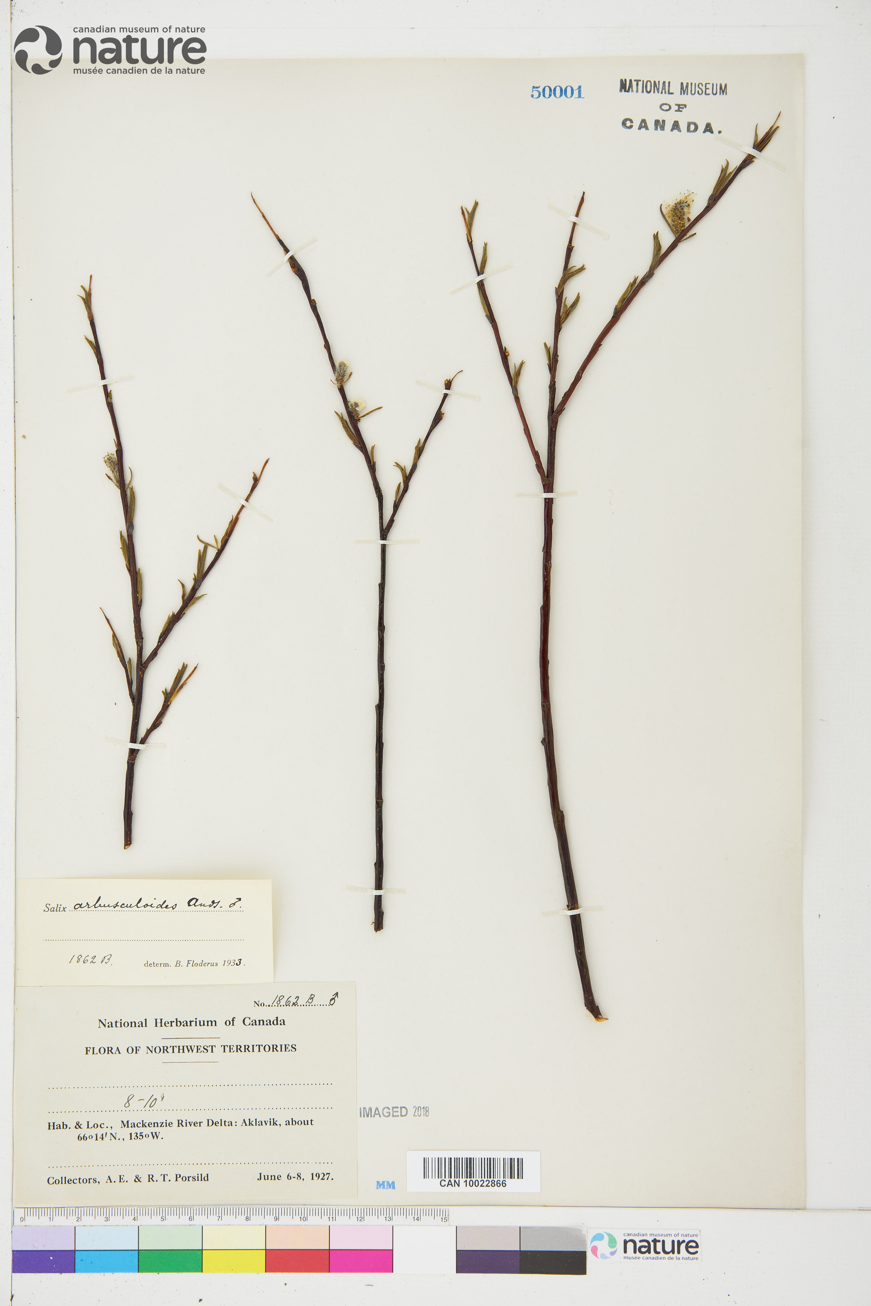 Salix arbusculoides image