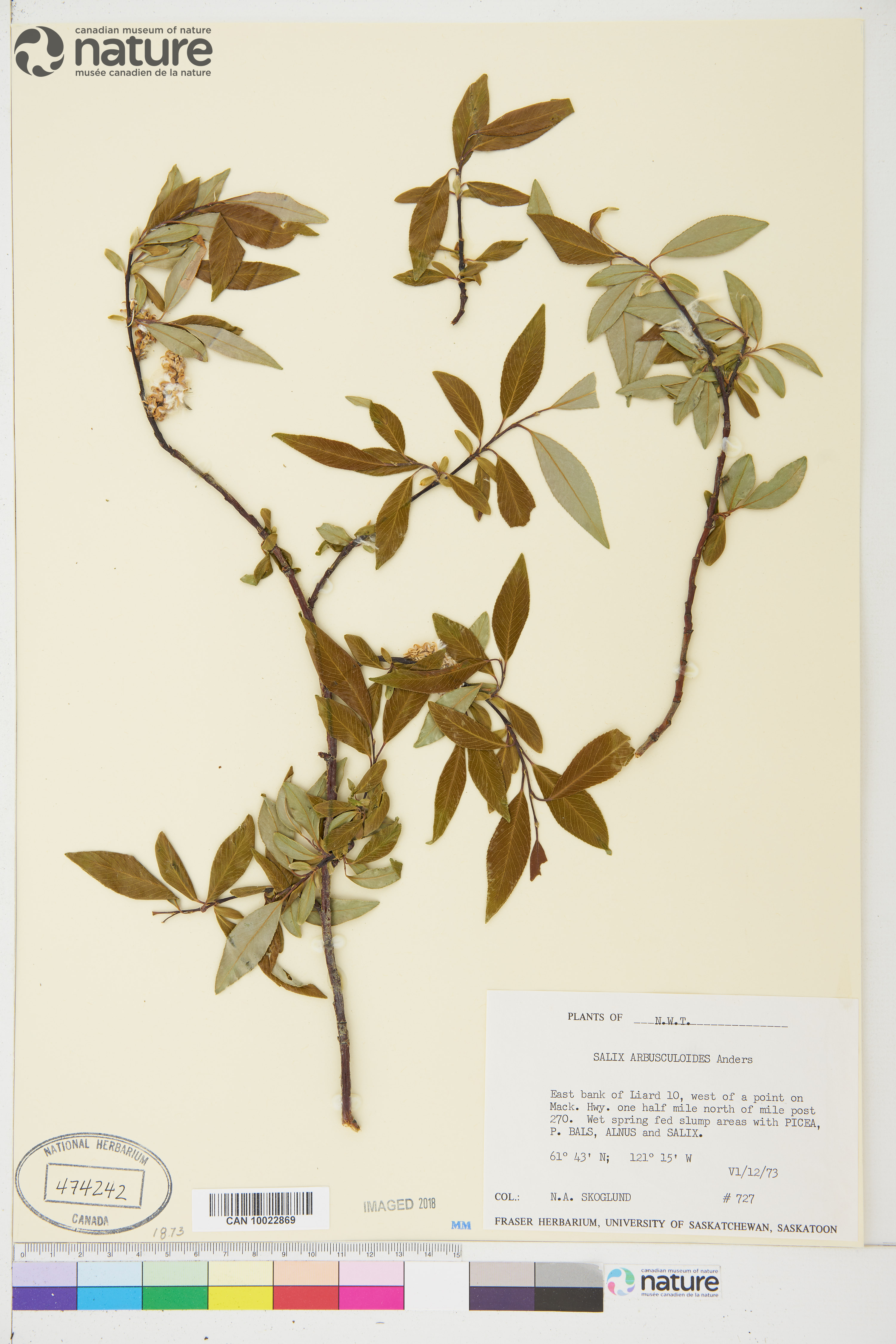 Salix arbusculoides image