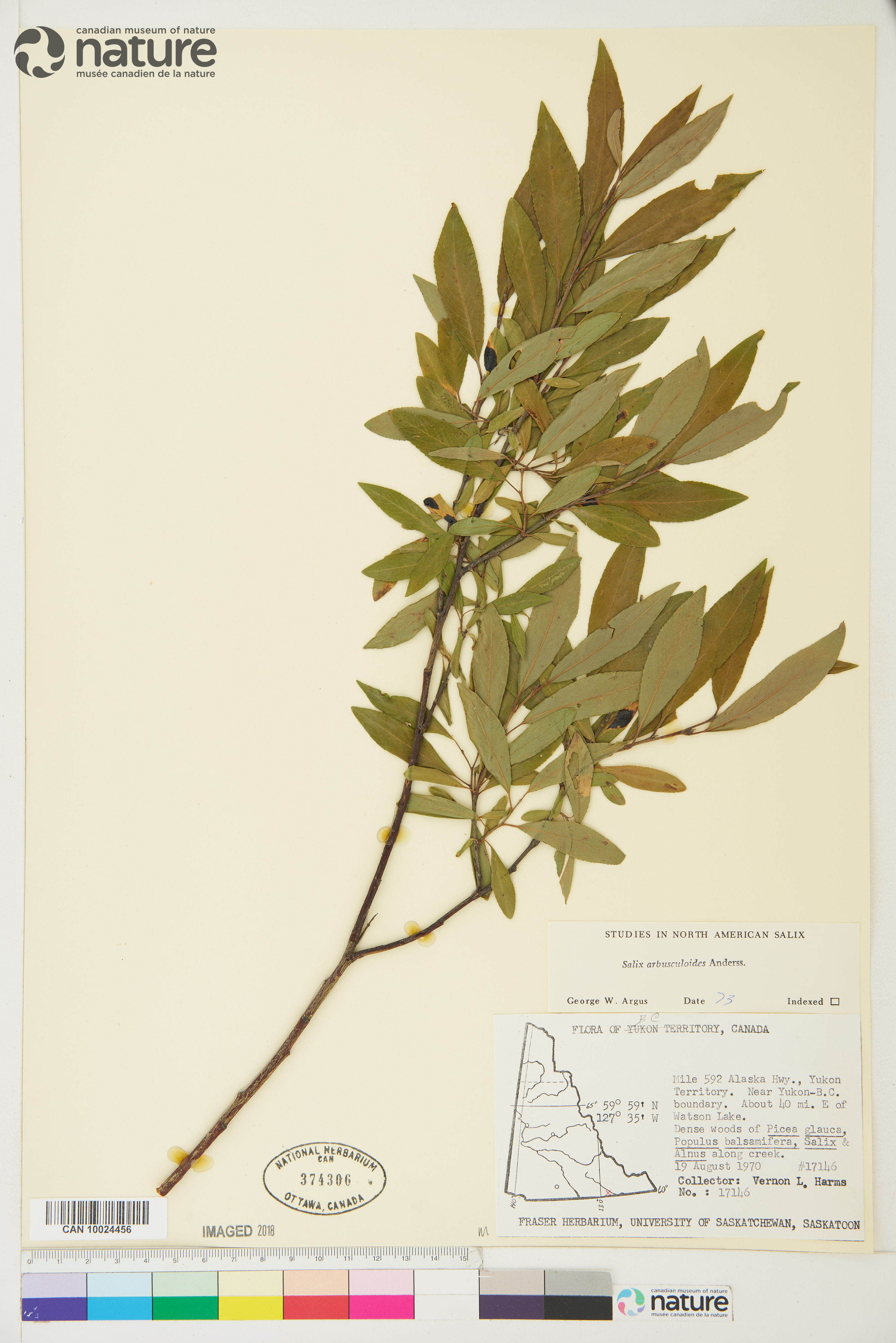 Salix arbusculoides image