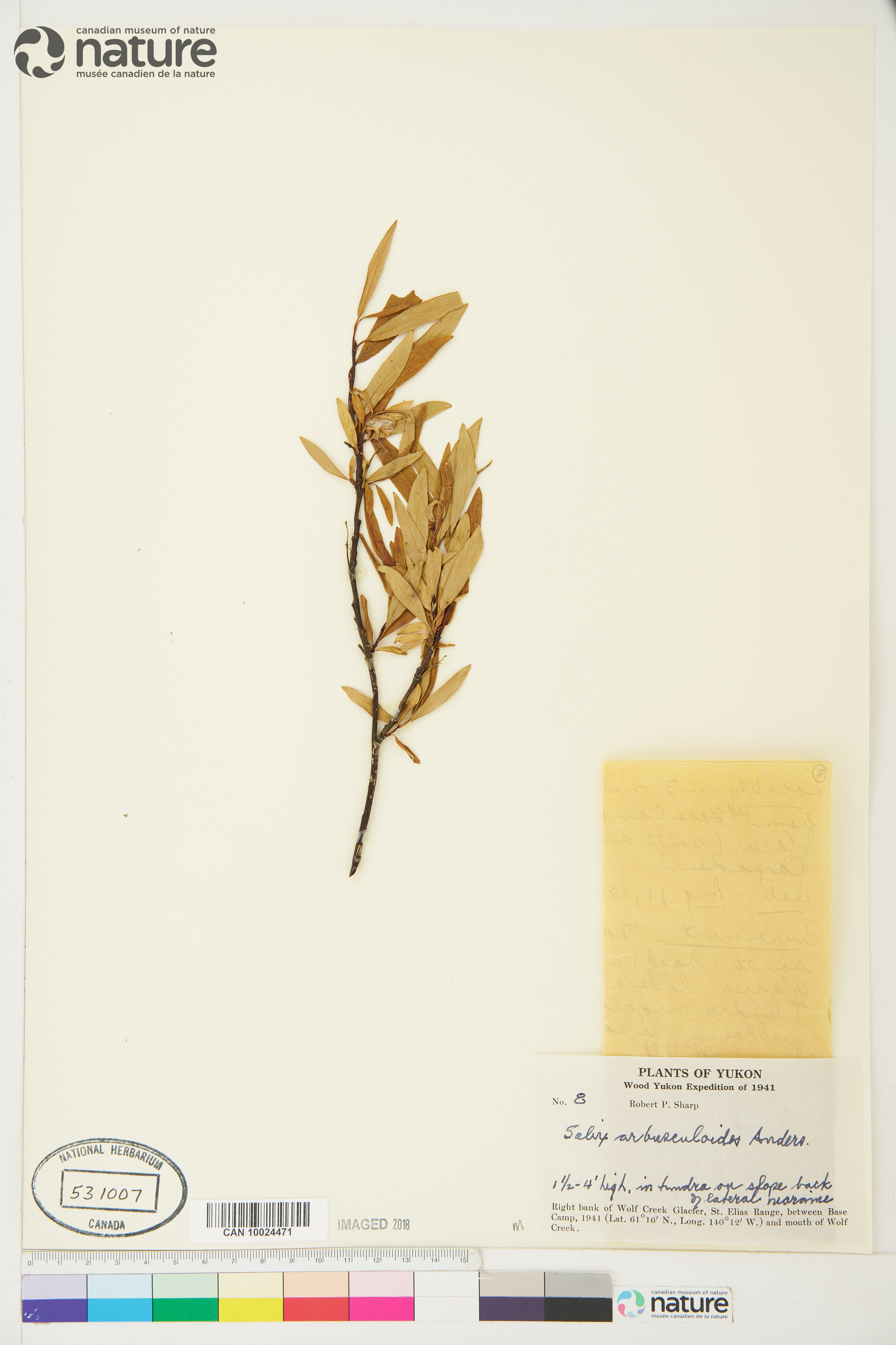 Salix arbusculoides image