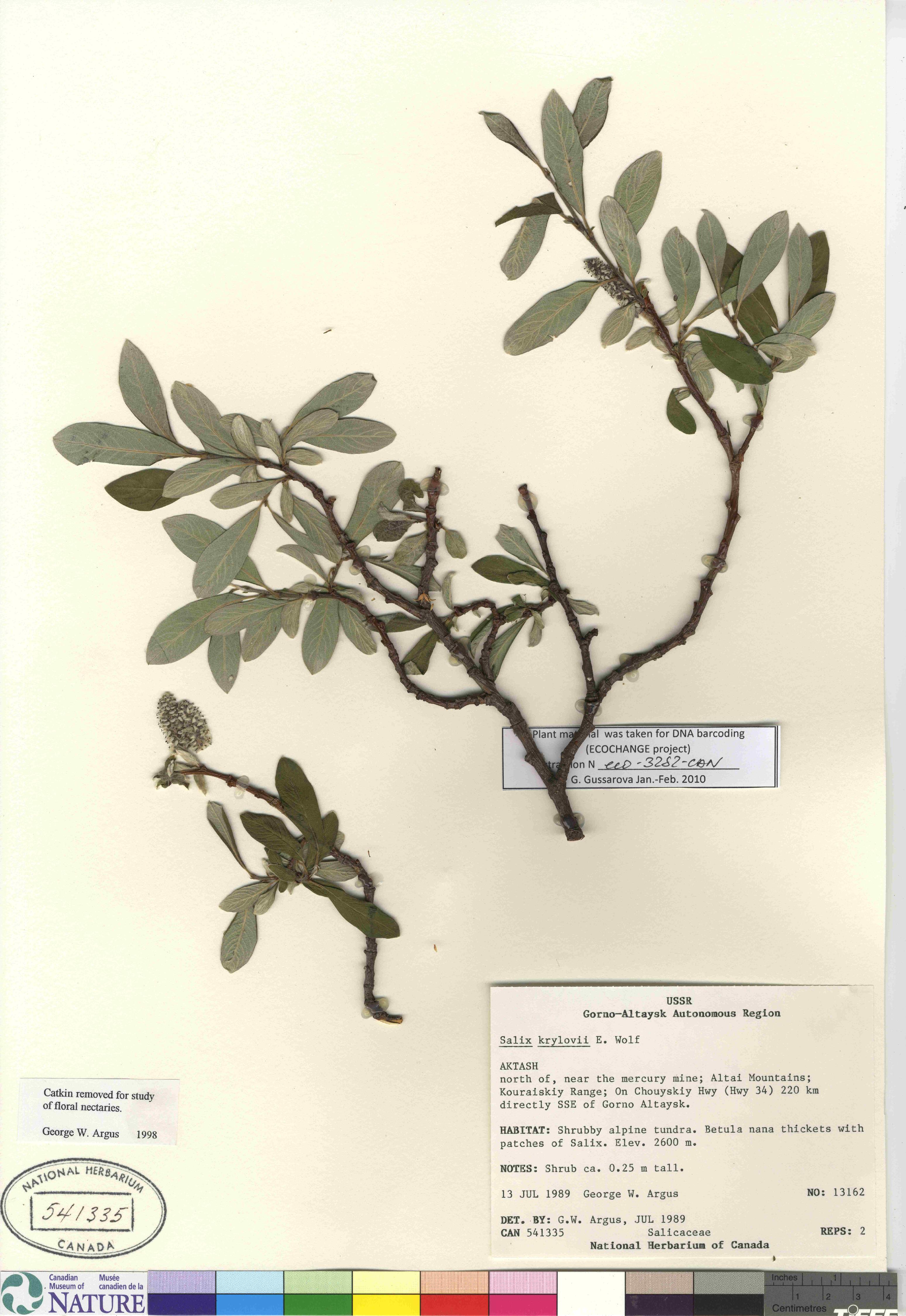 Salix krylovii image