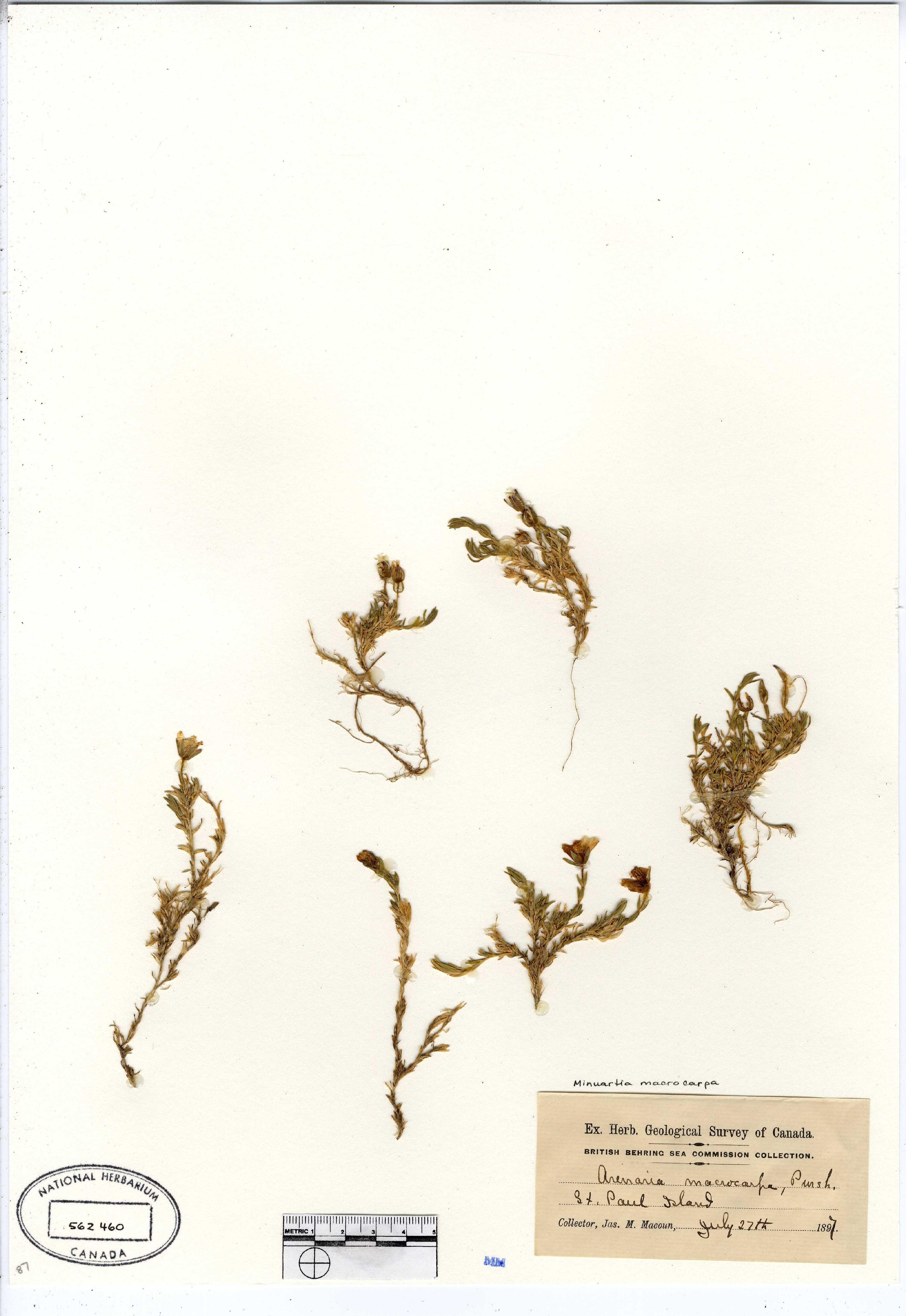 Pseudocherleria macrocarpa image