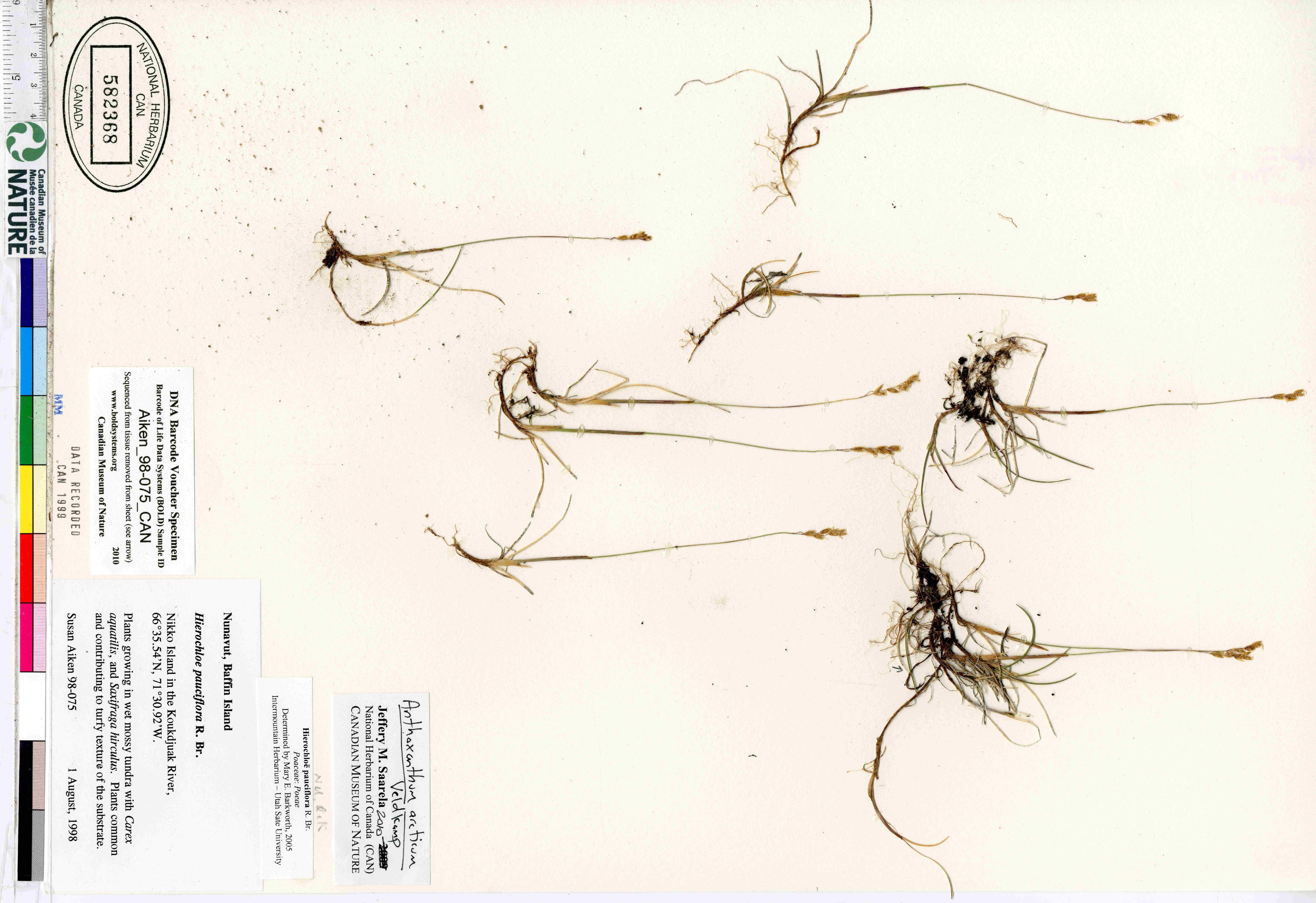Anthoxanthum arcticum image