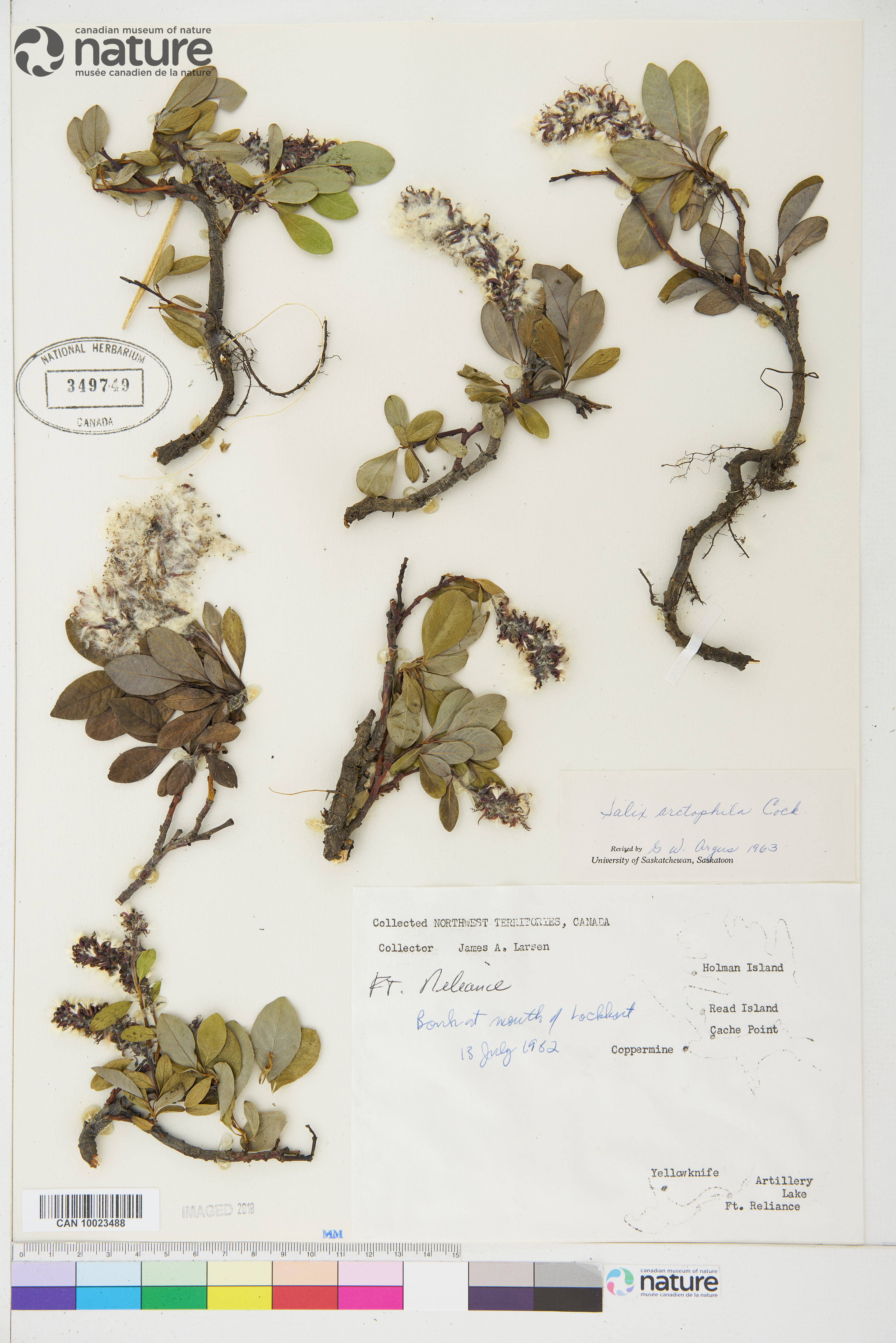 Salix arctophila image