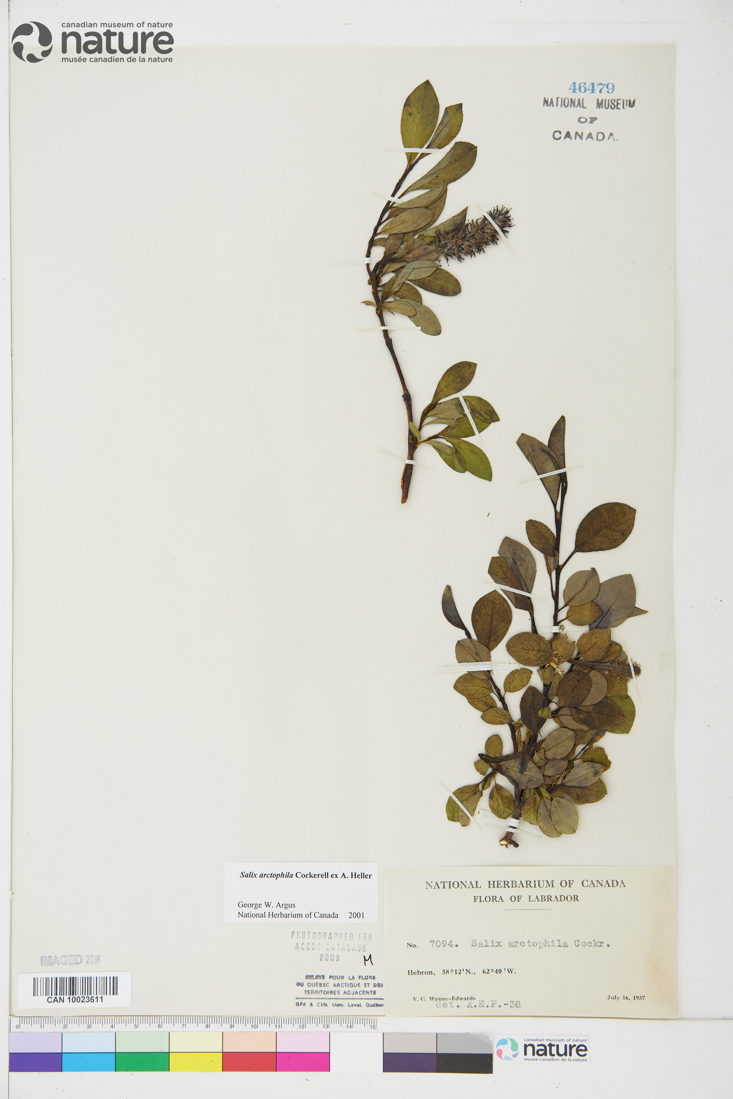 Salix arctophila image