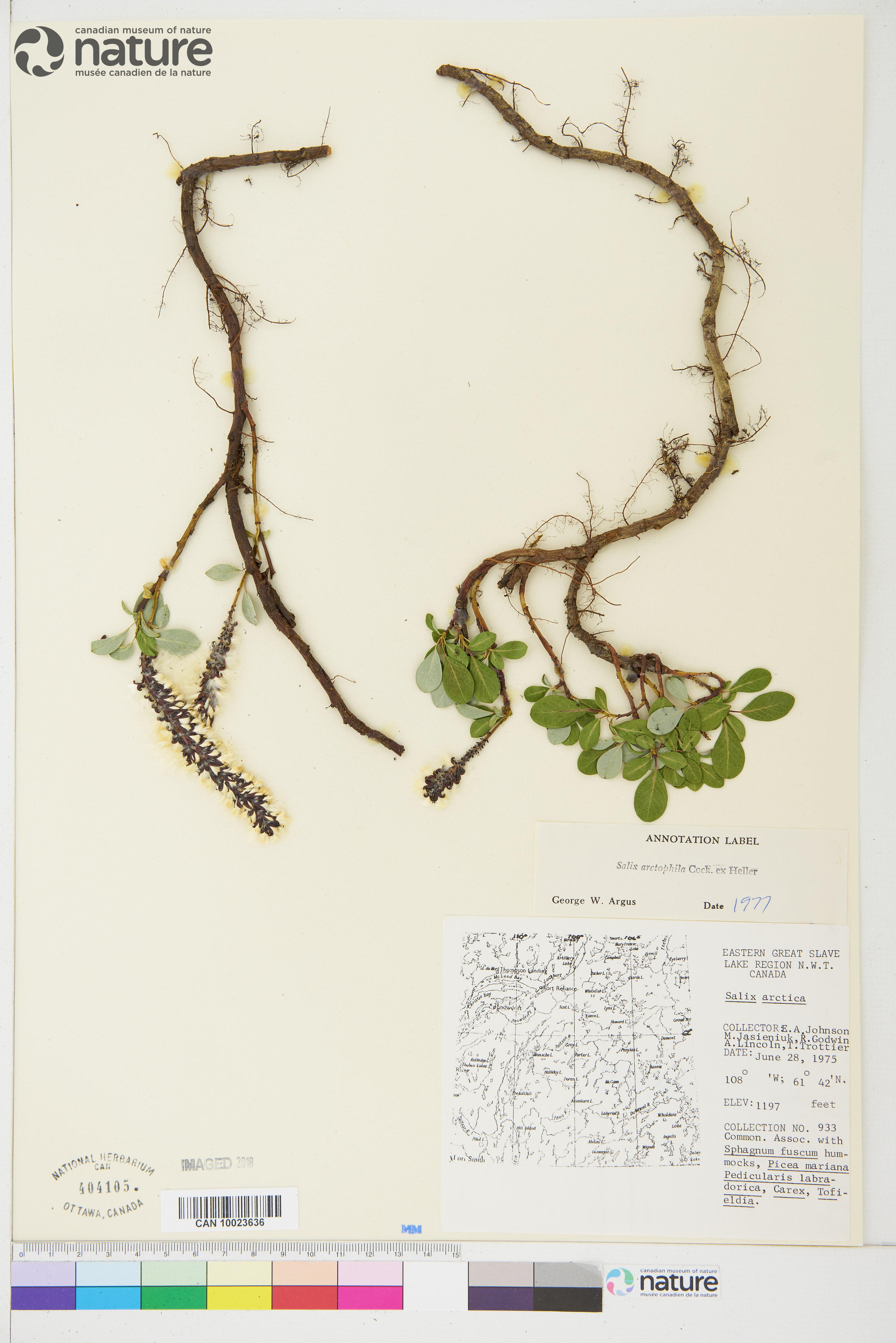 Salix arctophila image