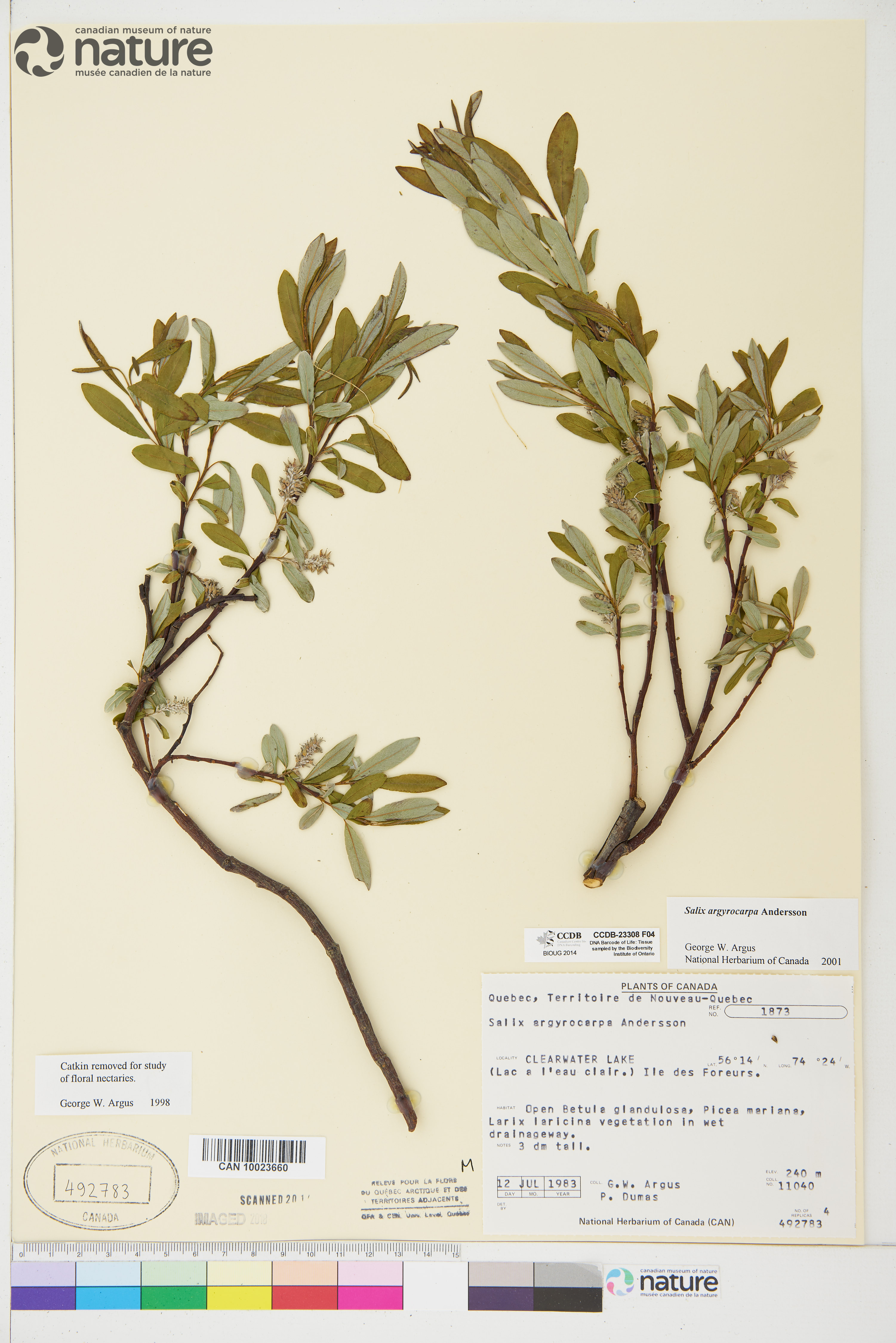Salix argyrocarpa image
