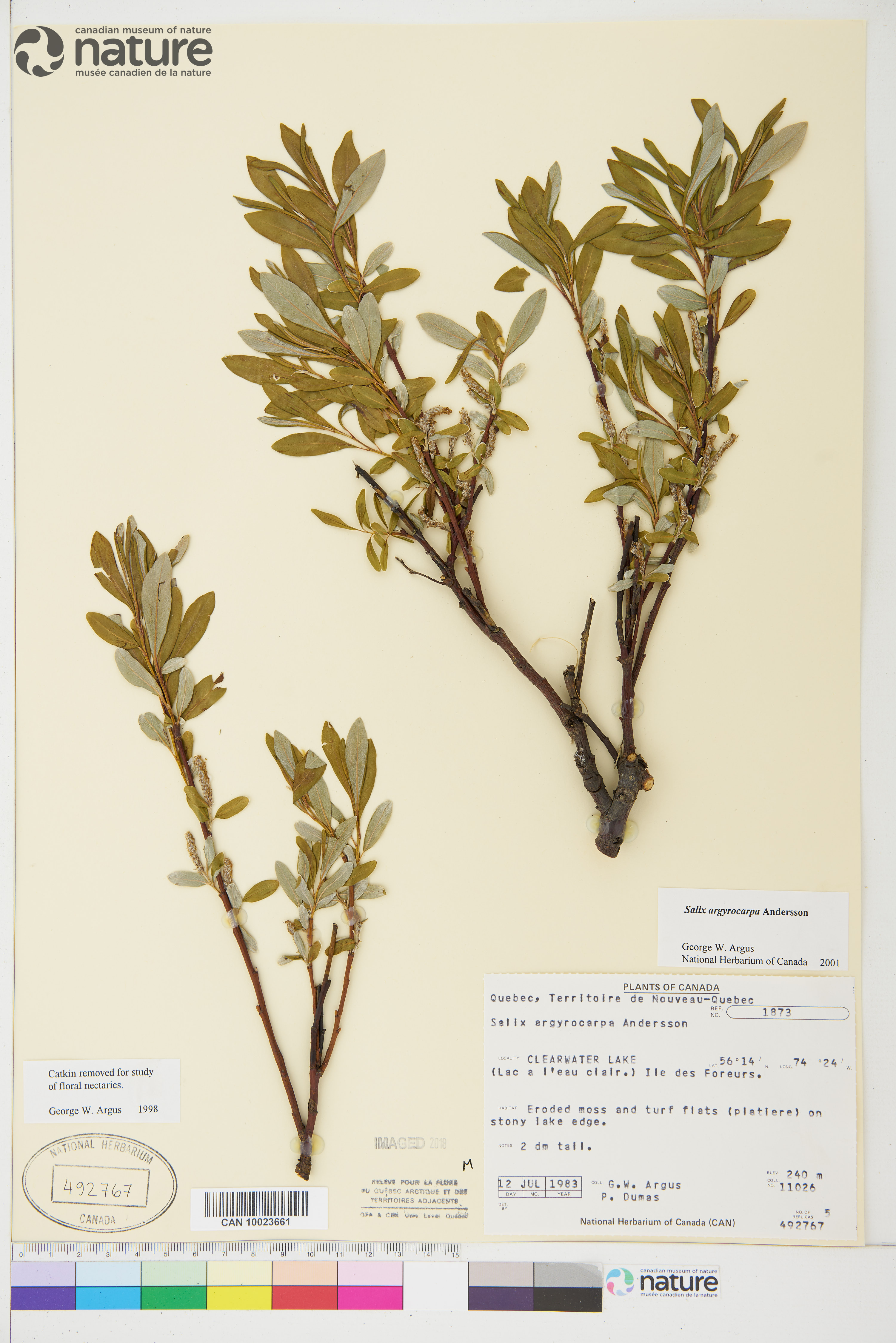 Salix argyrocarpa image