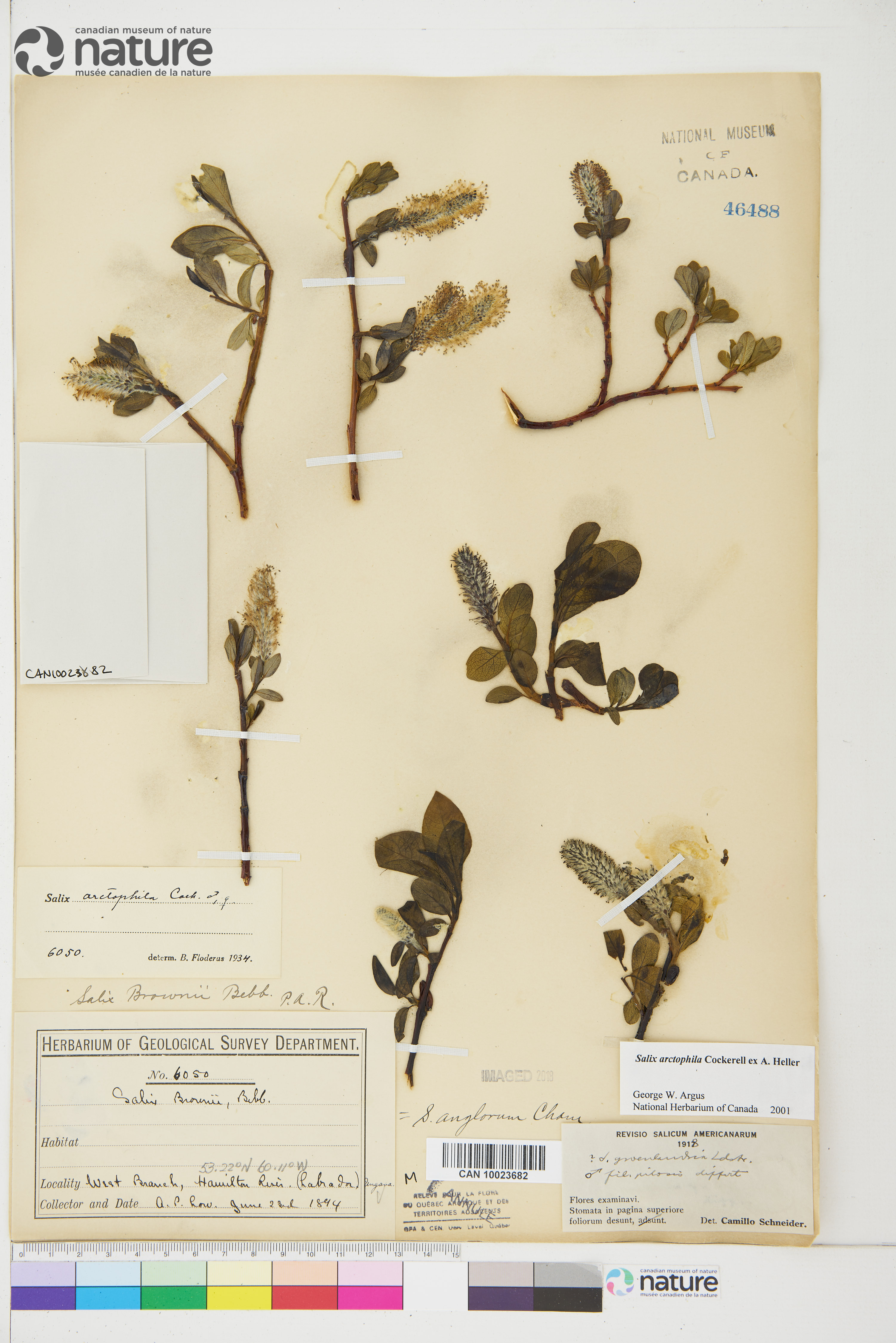 Salix arctophila image