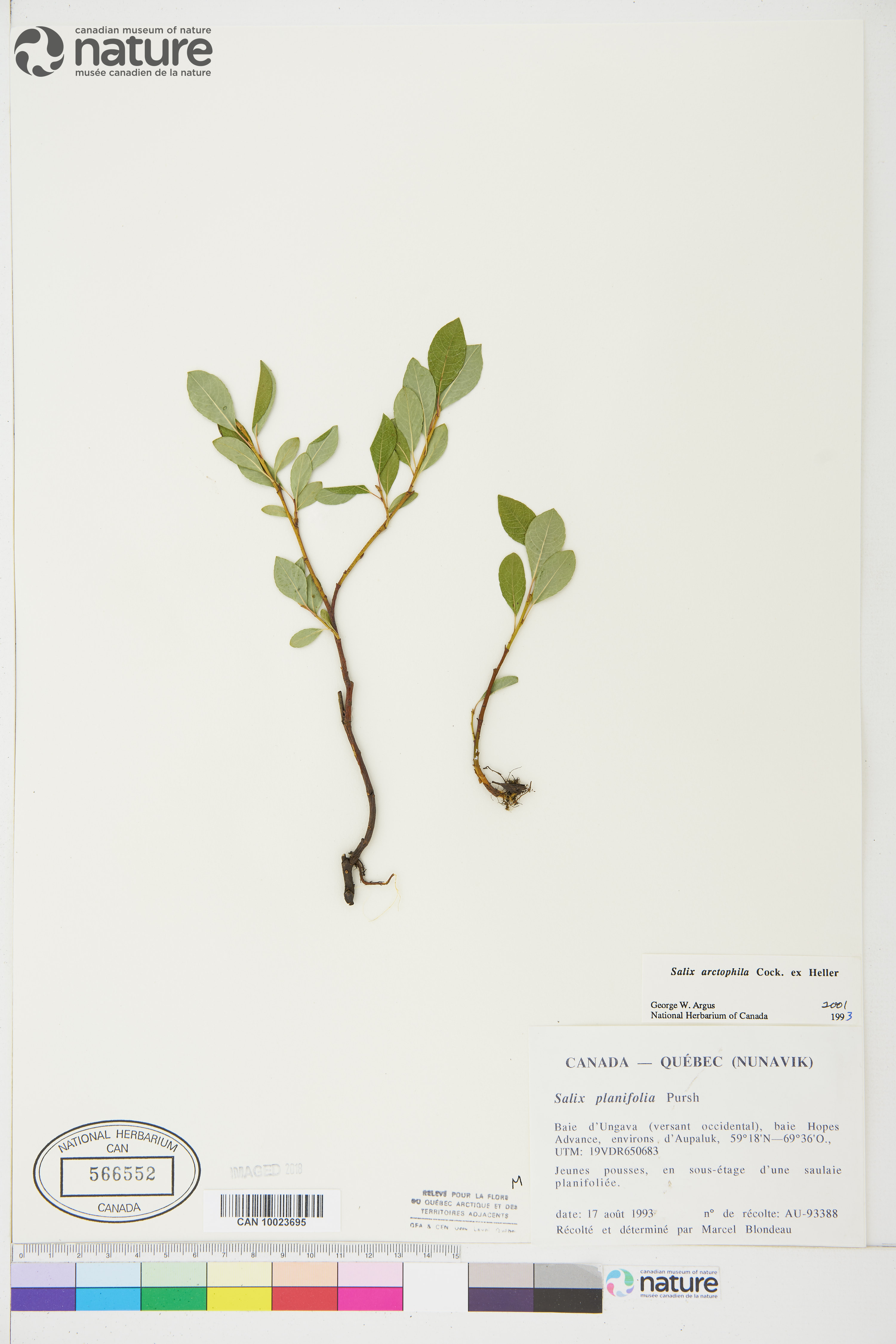 Salix arctophila image