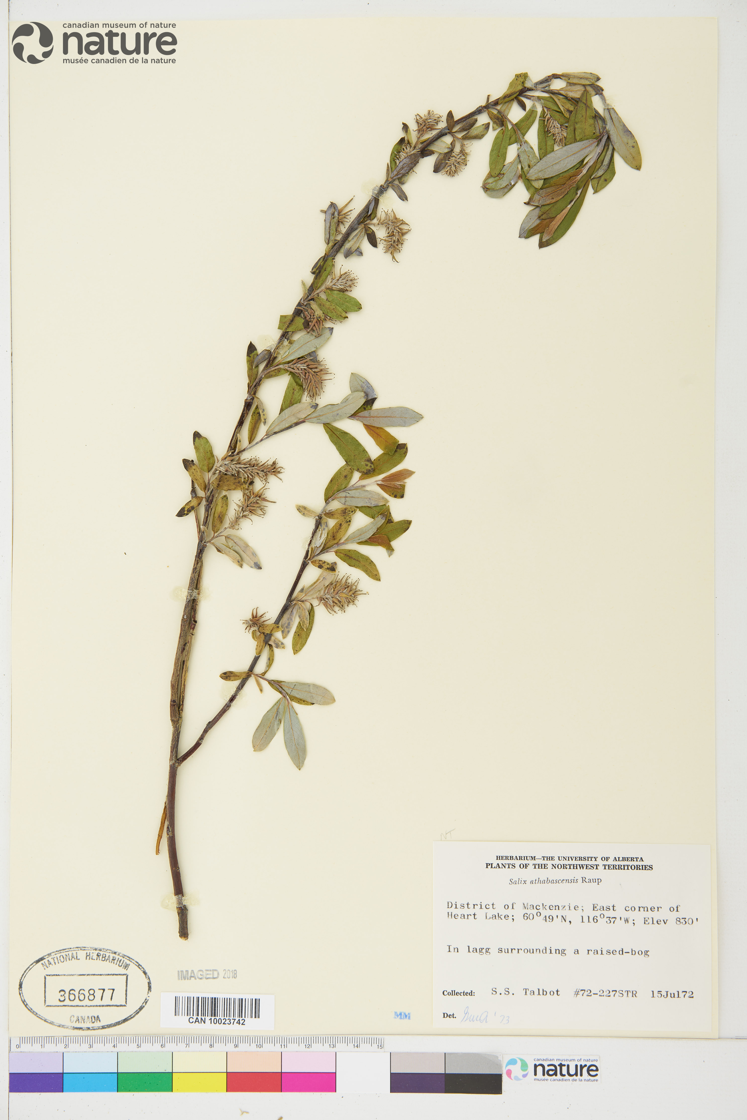 Salix athabascensis image