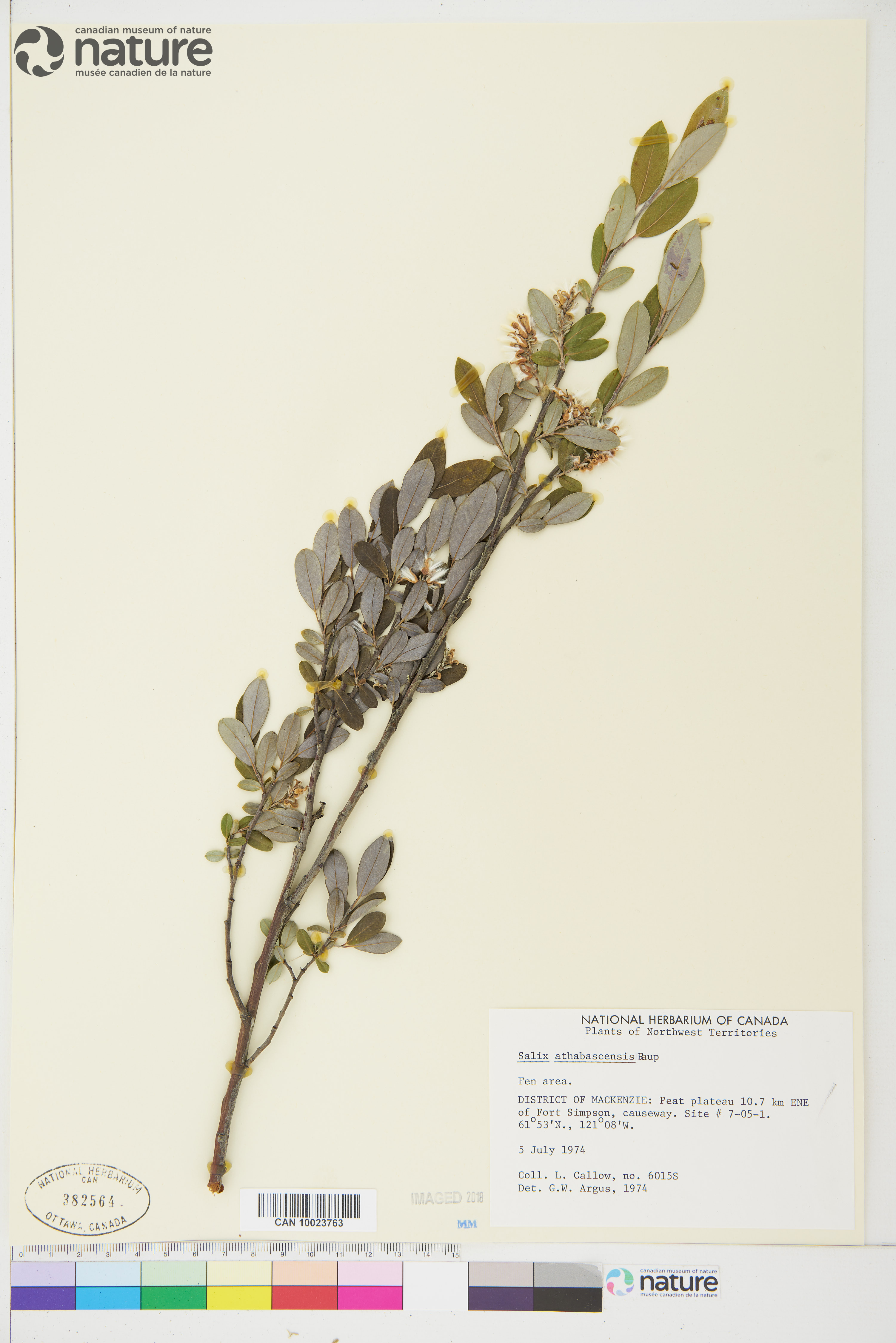 Salix athabascensis image