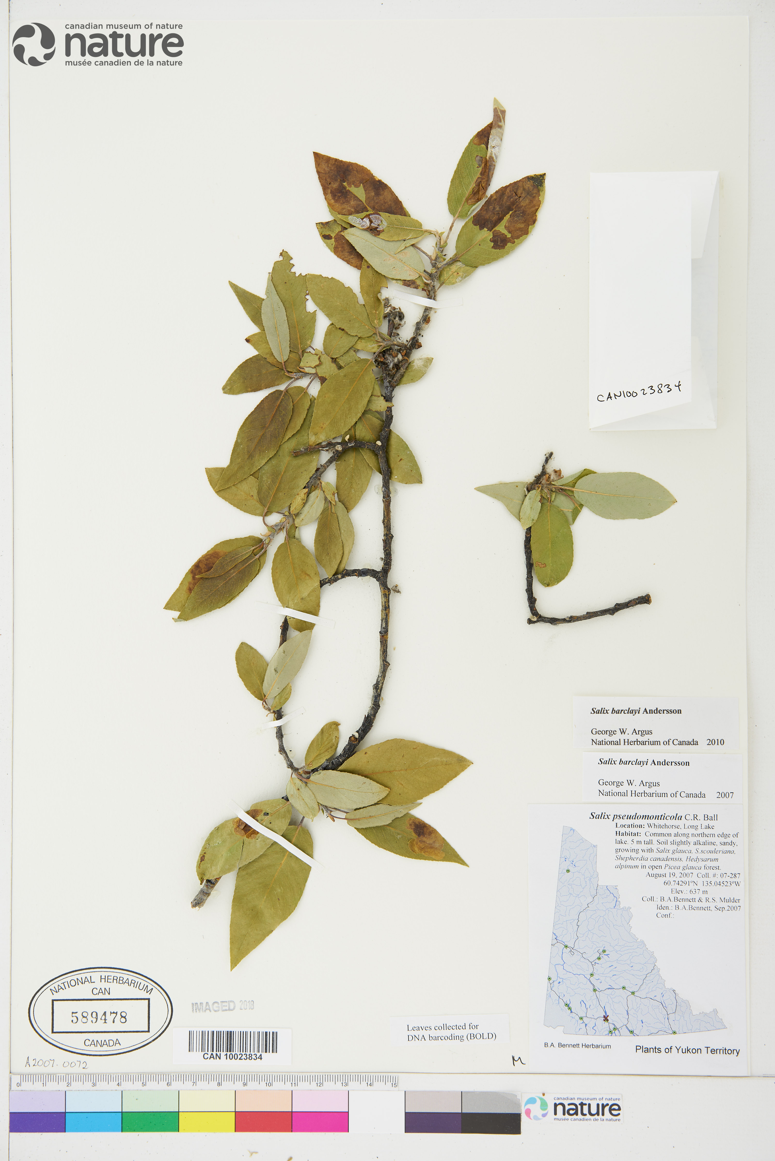 Salix barclayi image