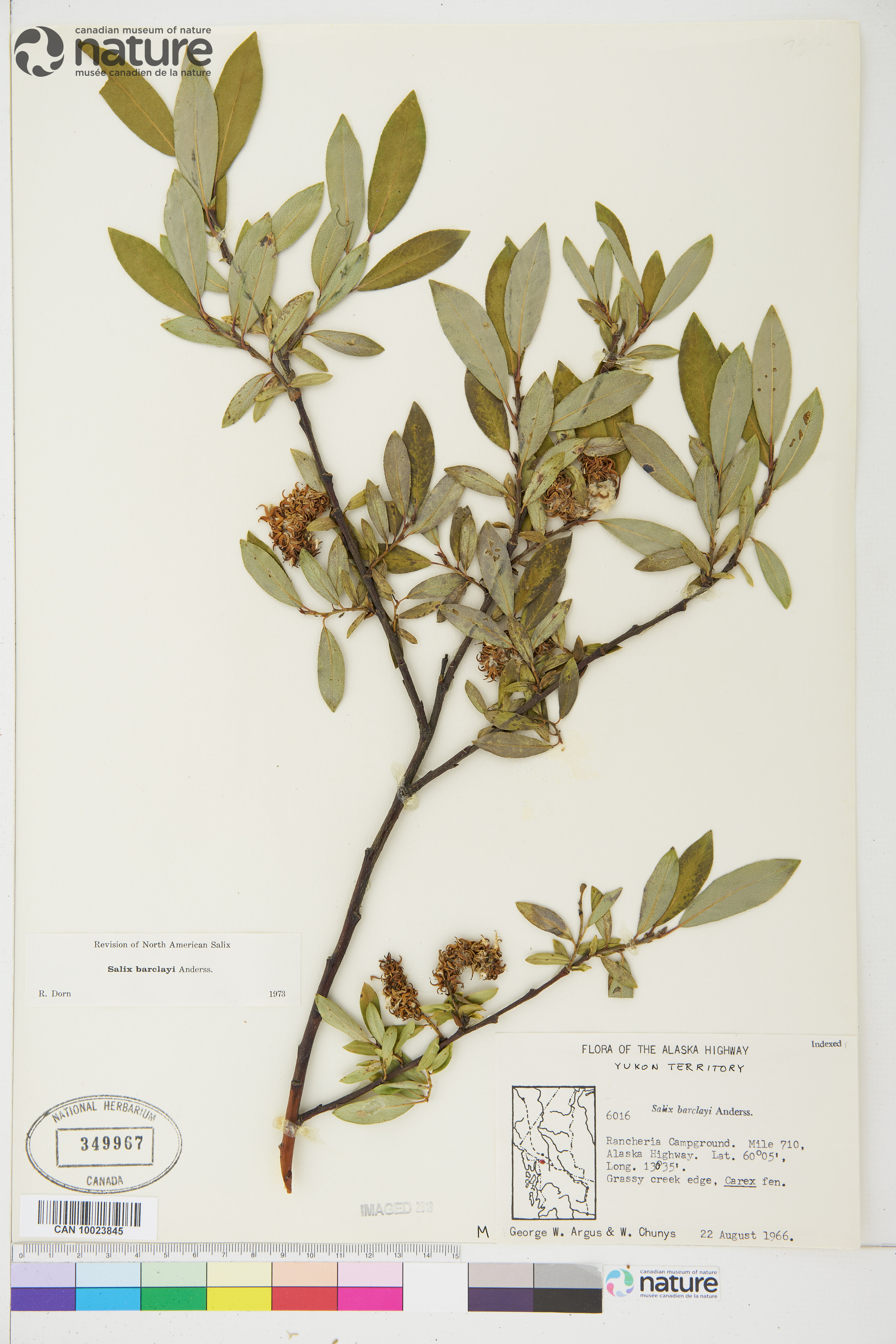 Salix barclayi image