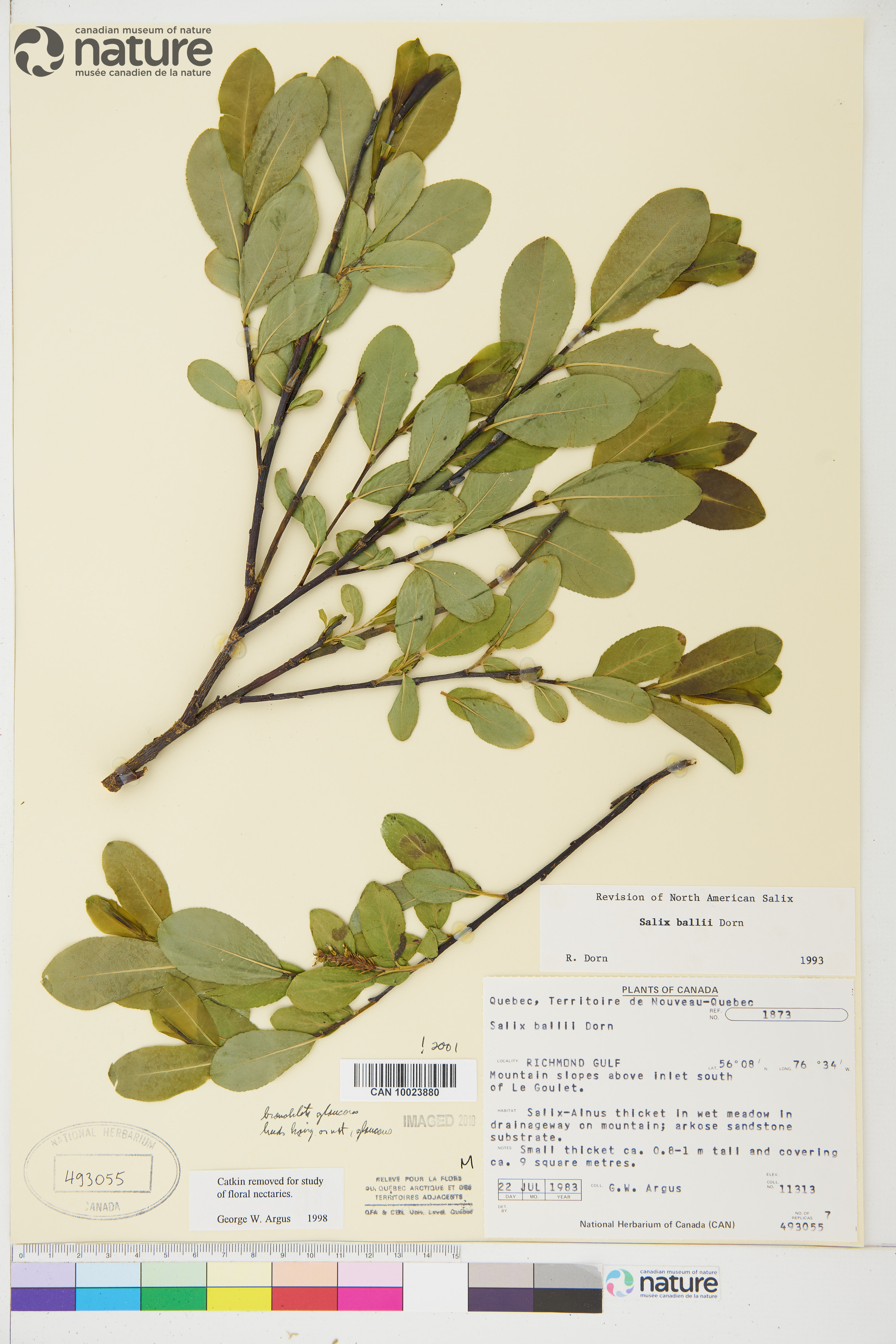 Salix ballii image