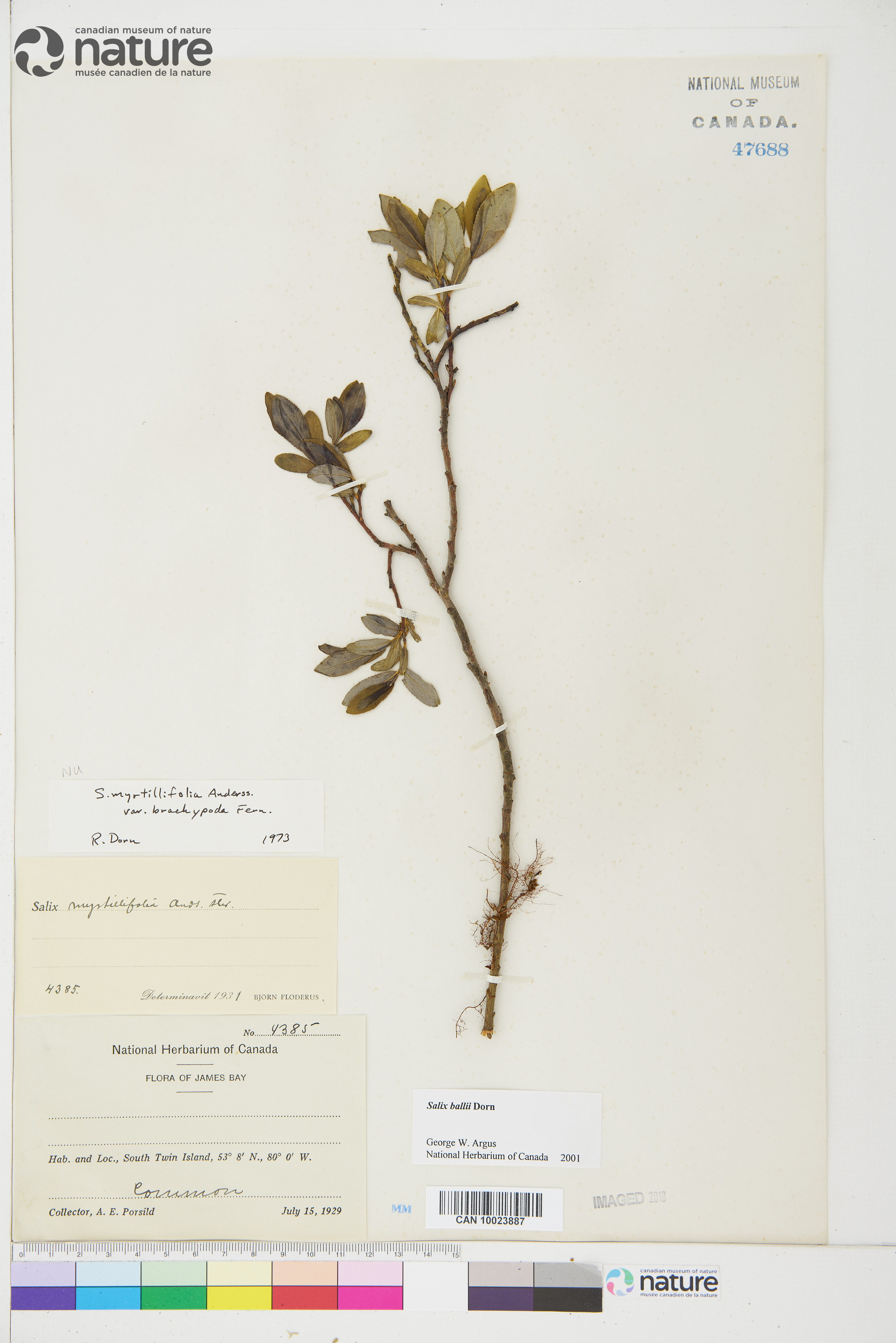 Salix ballii image