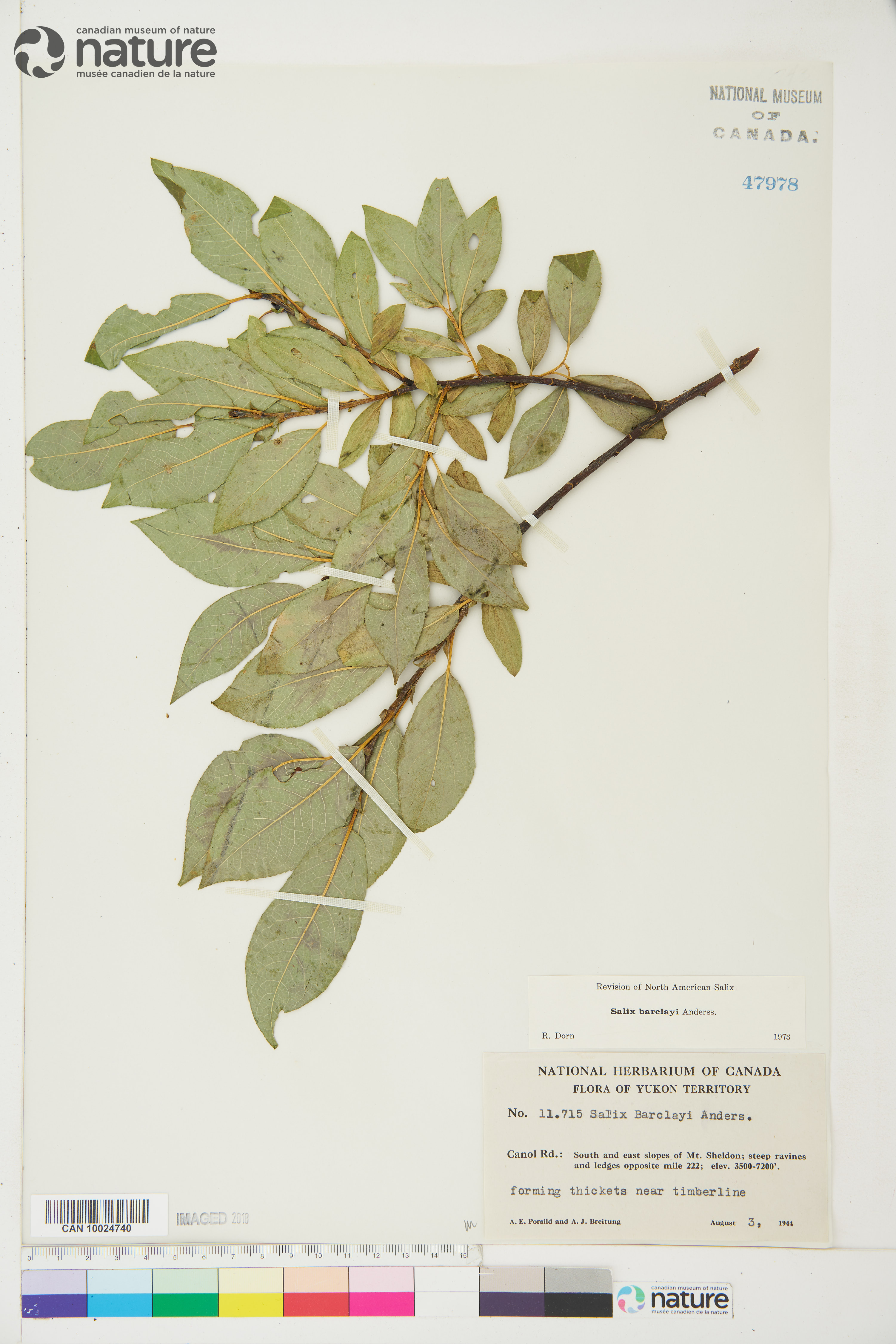 Salix barclayi image