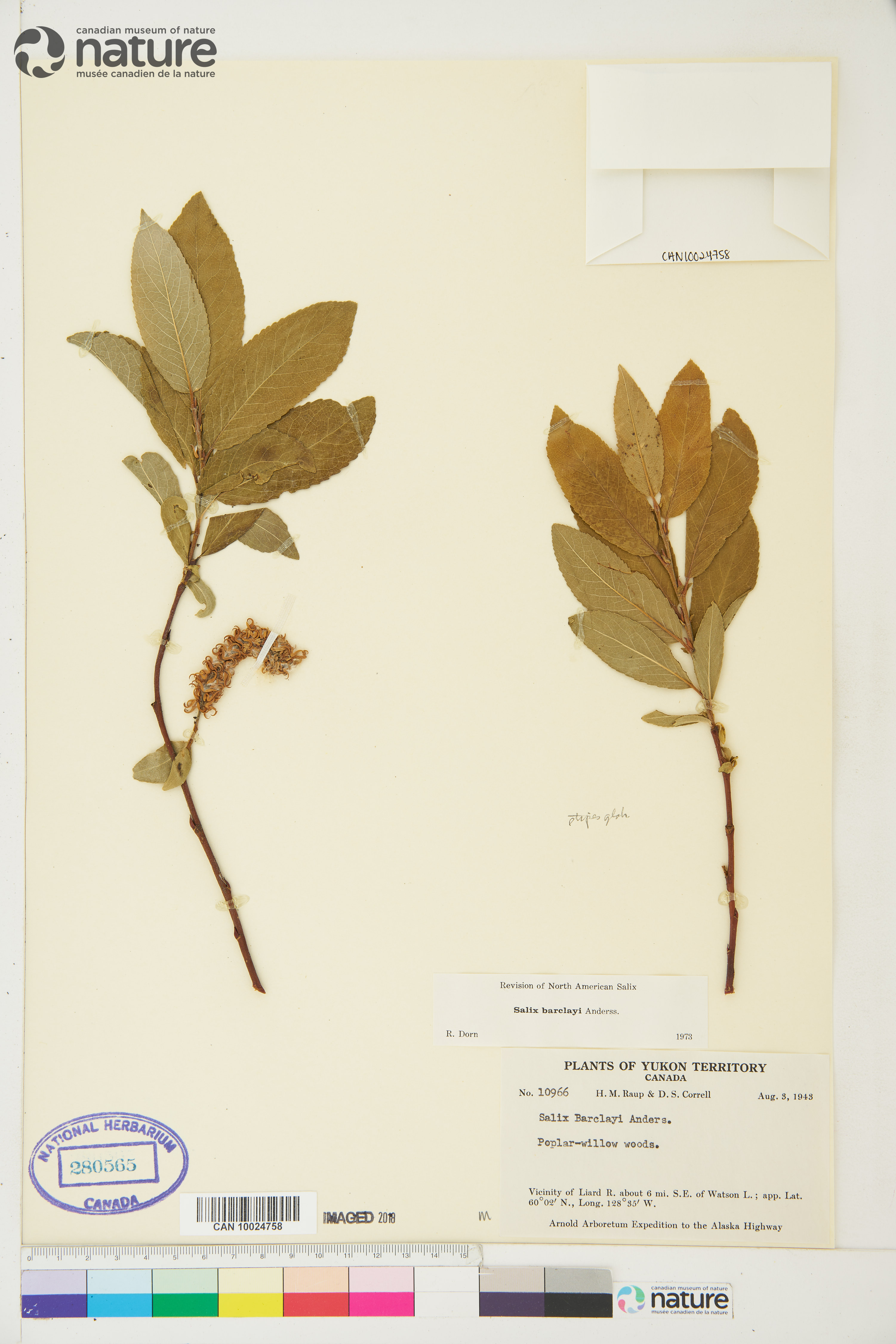 Salix barclayi image