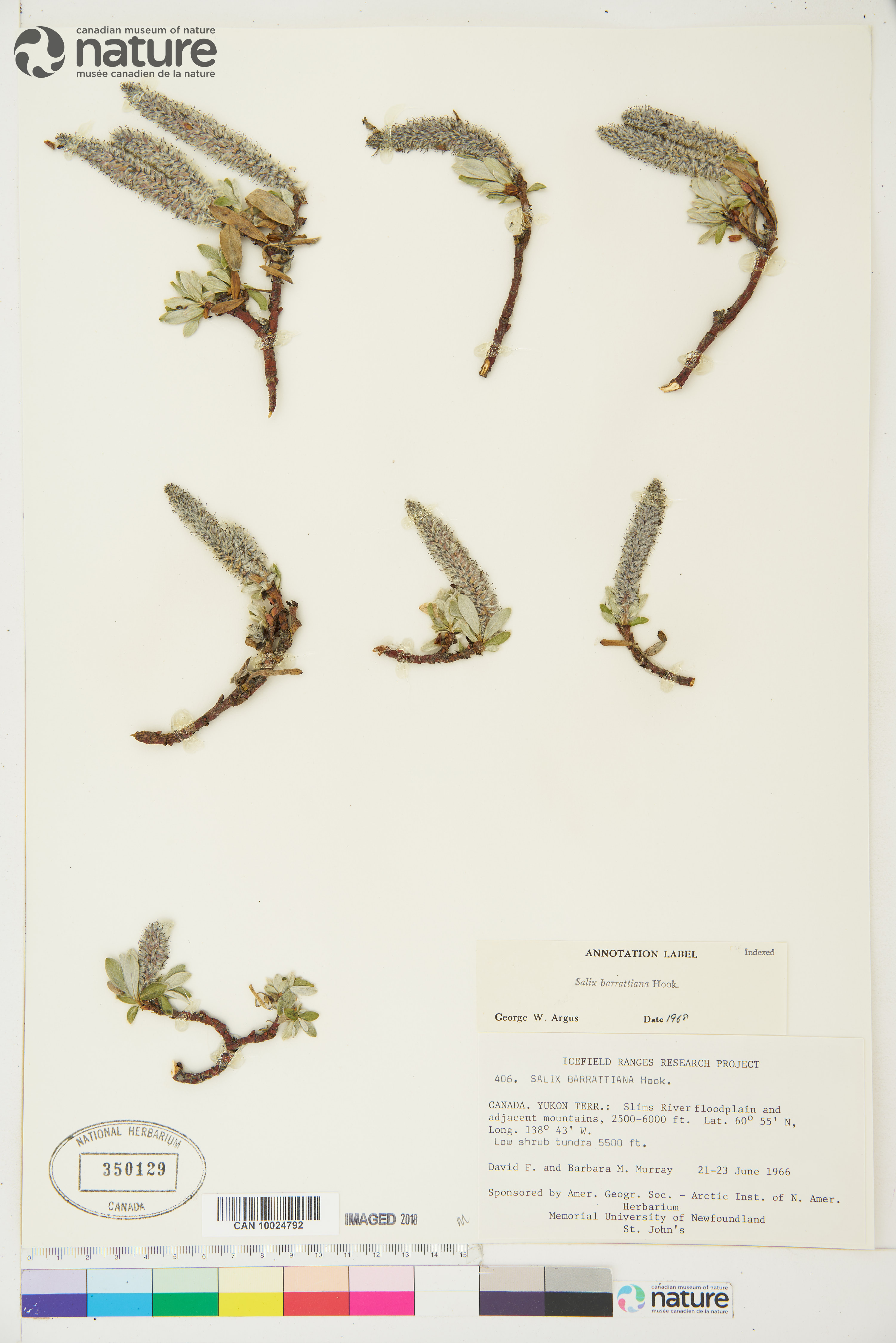 Salix barrattiana image
