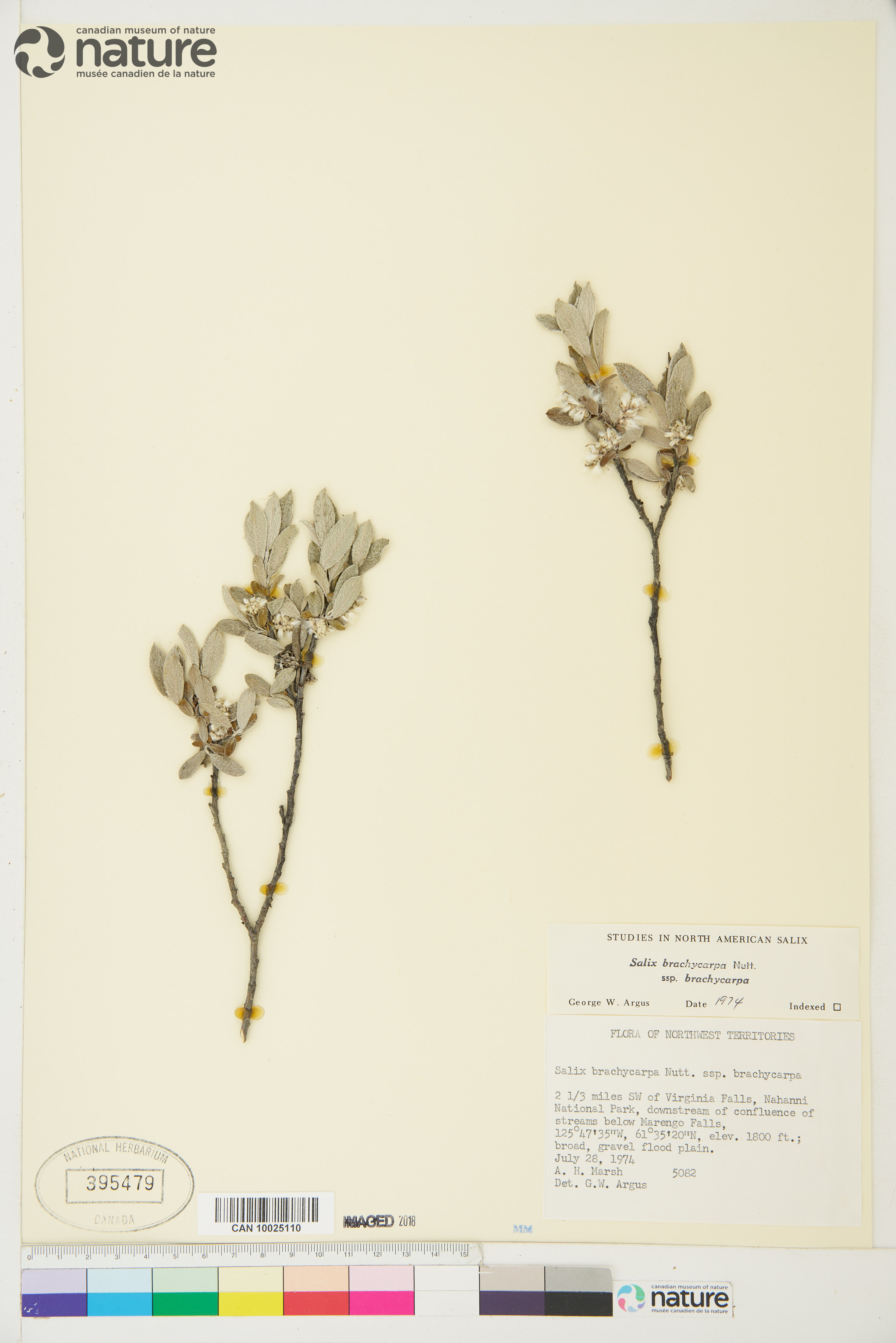 Salix brachycarpa var. brachycarpa image