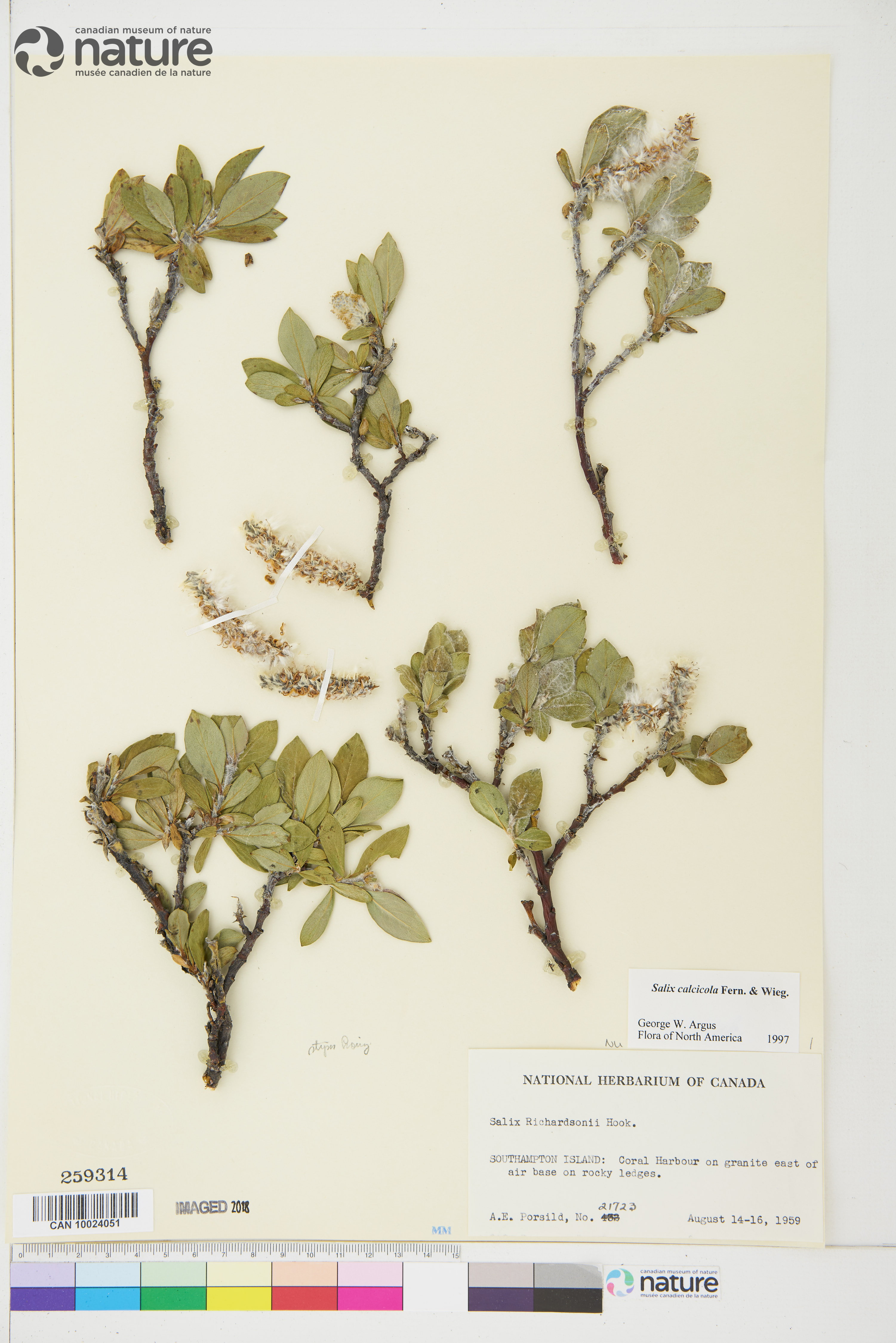 Salix calcicola image