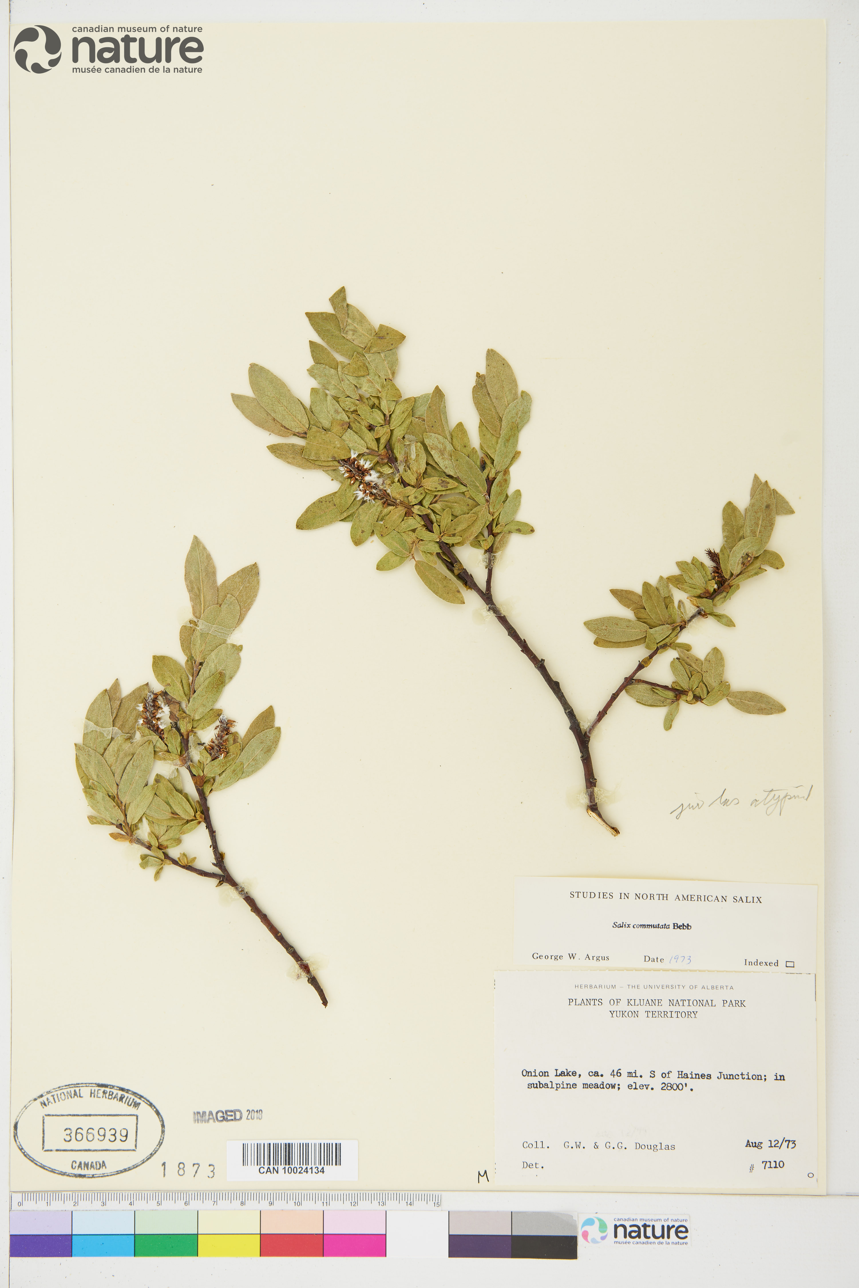 Salix commutata image