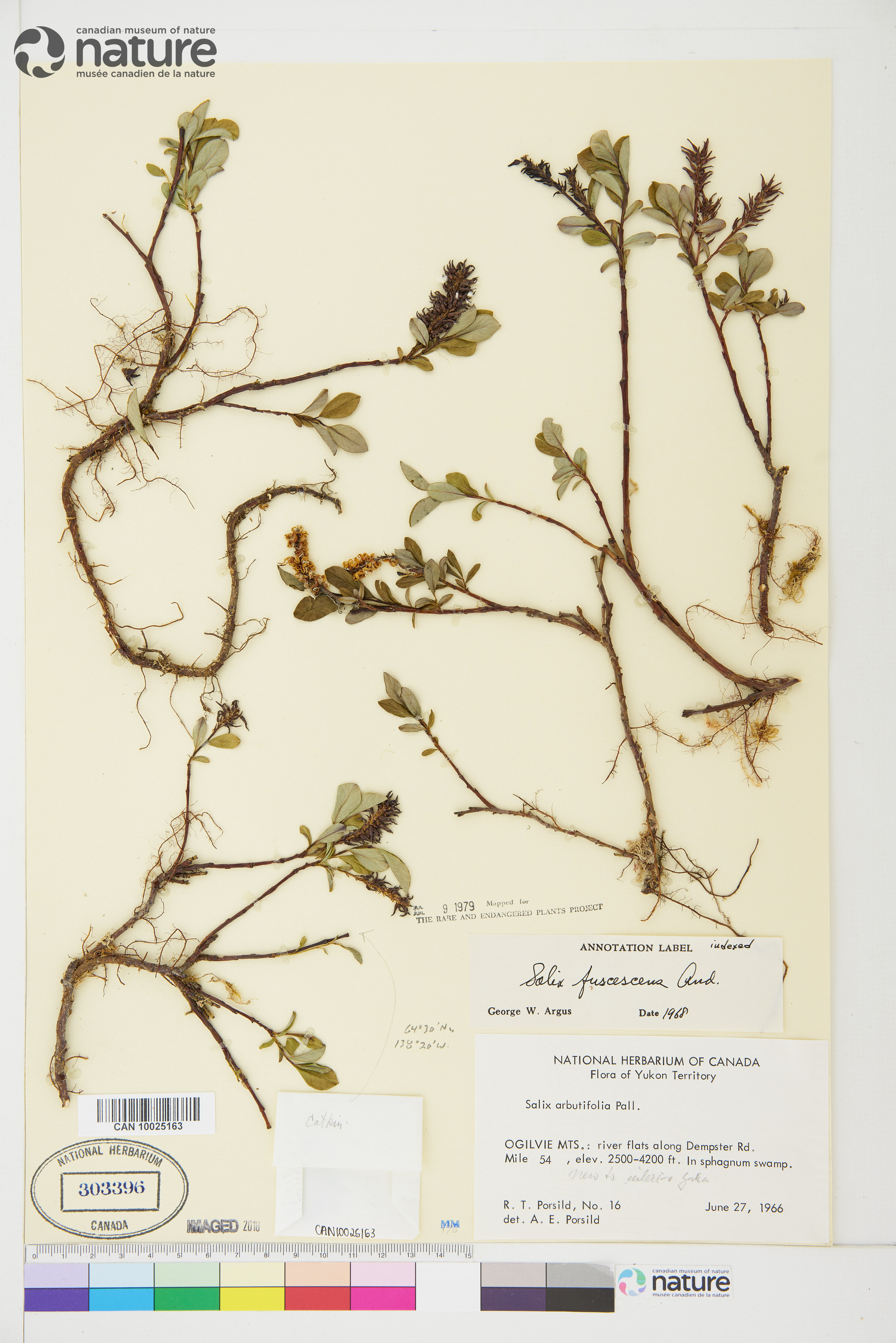 Salix fuscescens image