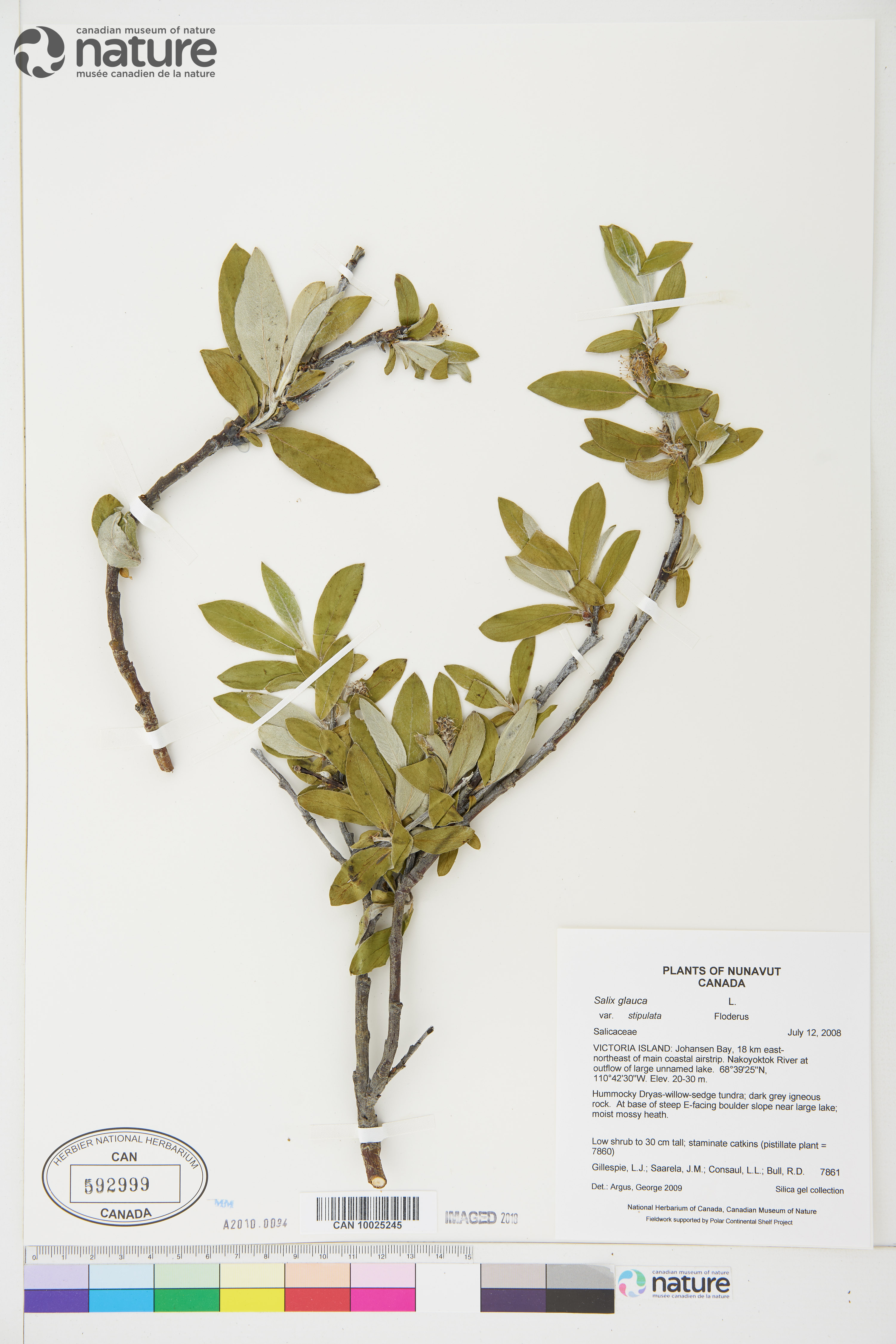 Salix glauca var. stipulata image