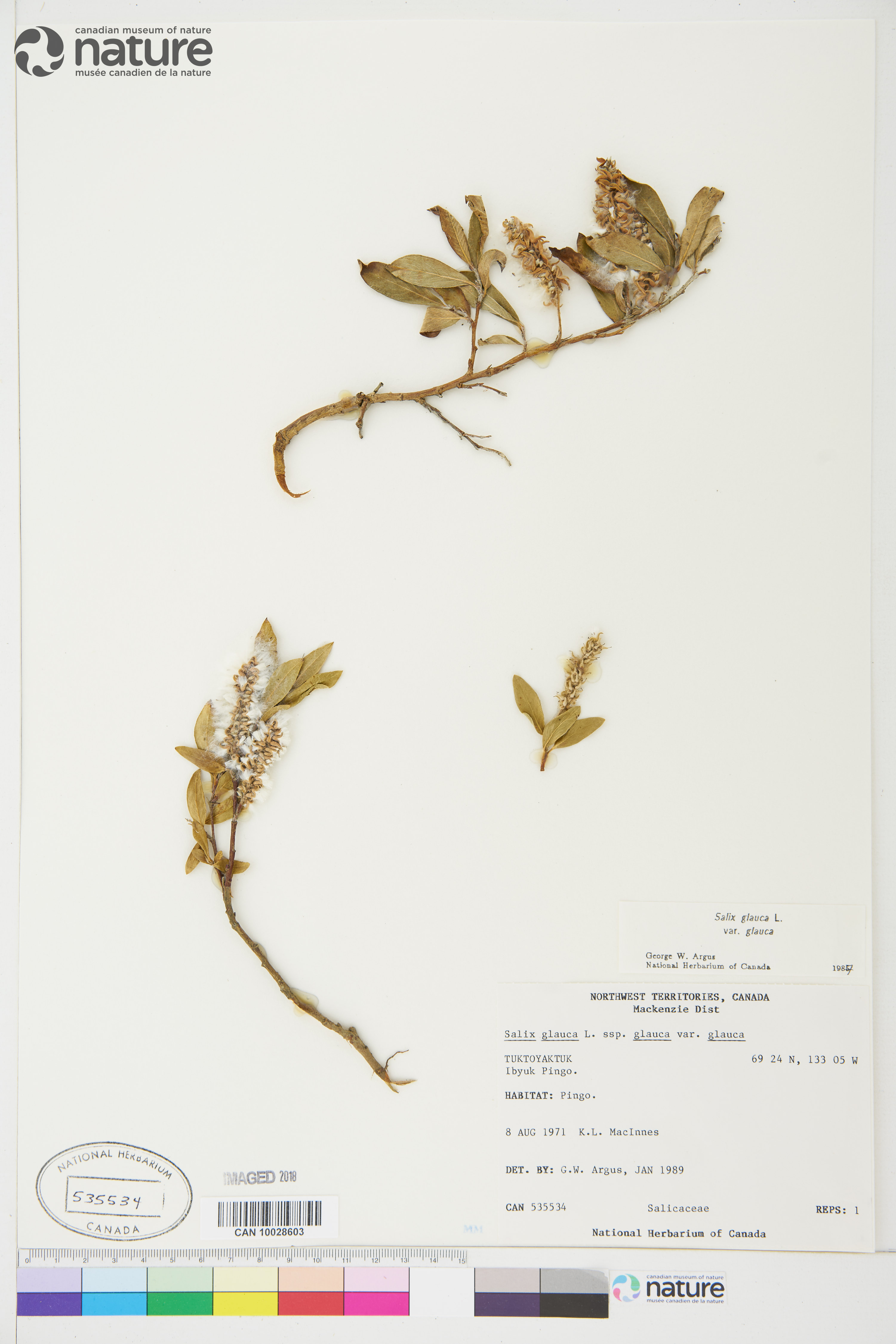 Salix glauca var. glauca image