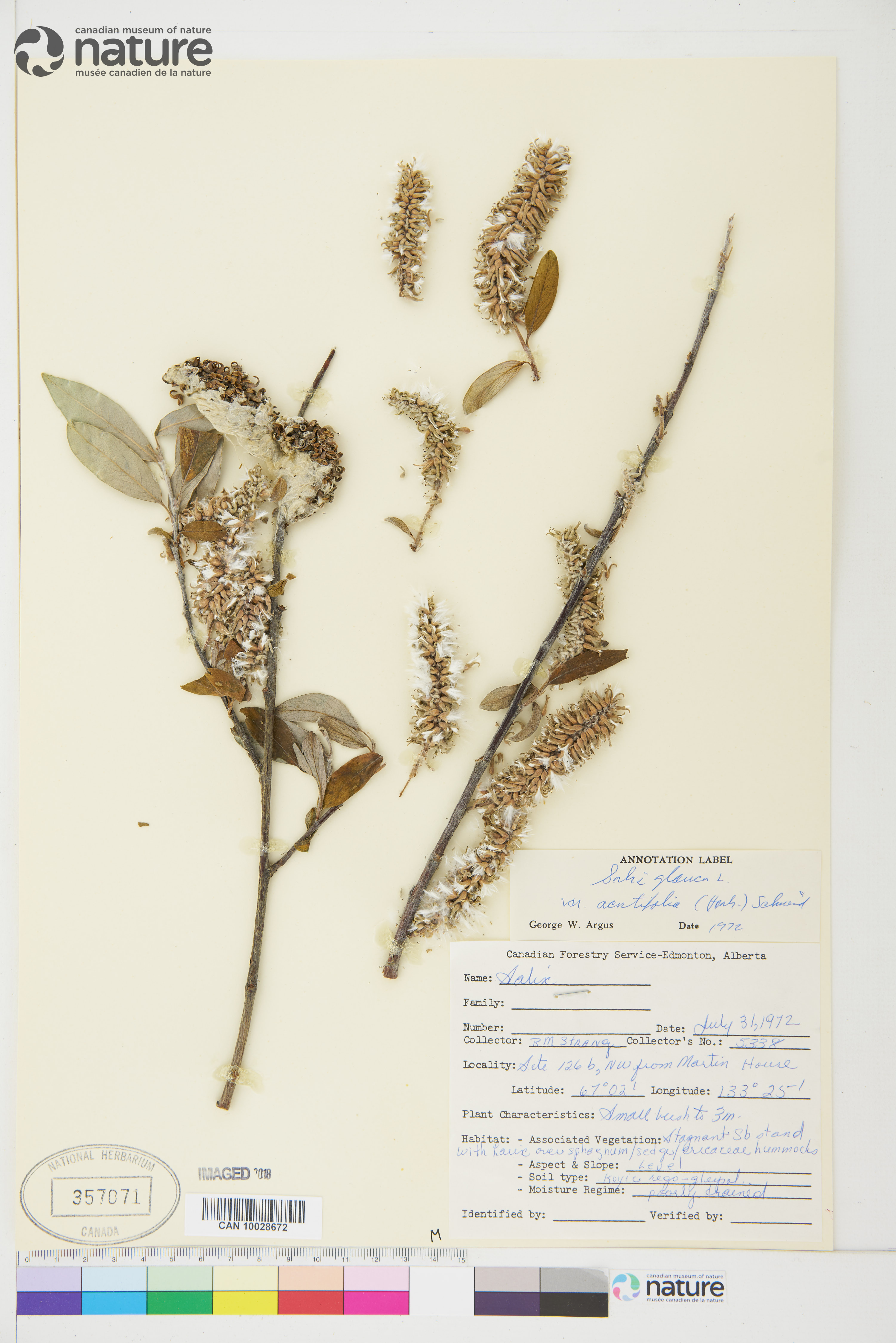 Salix glauca var. acutifolia image