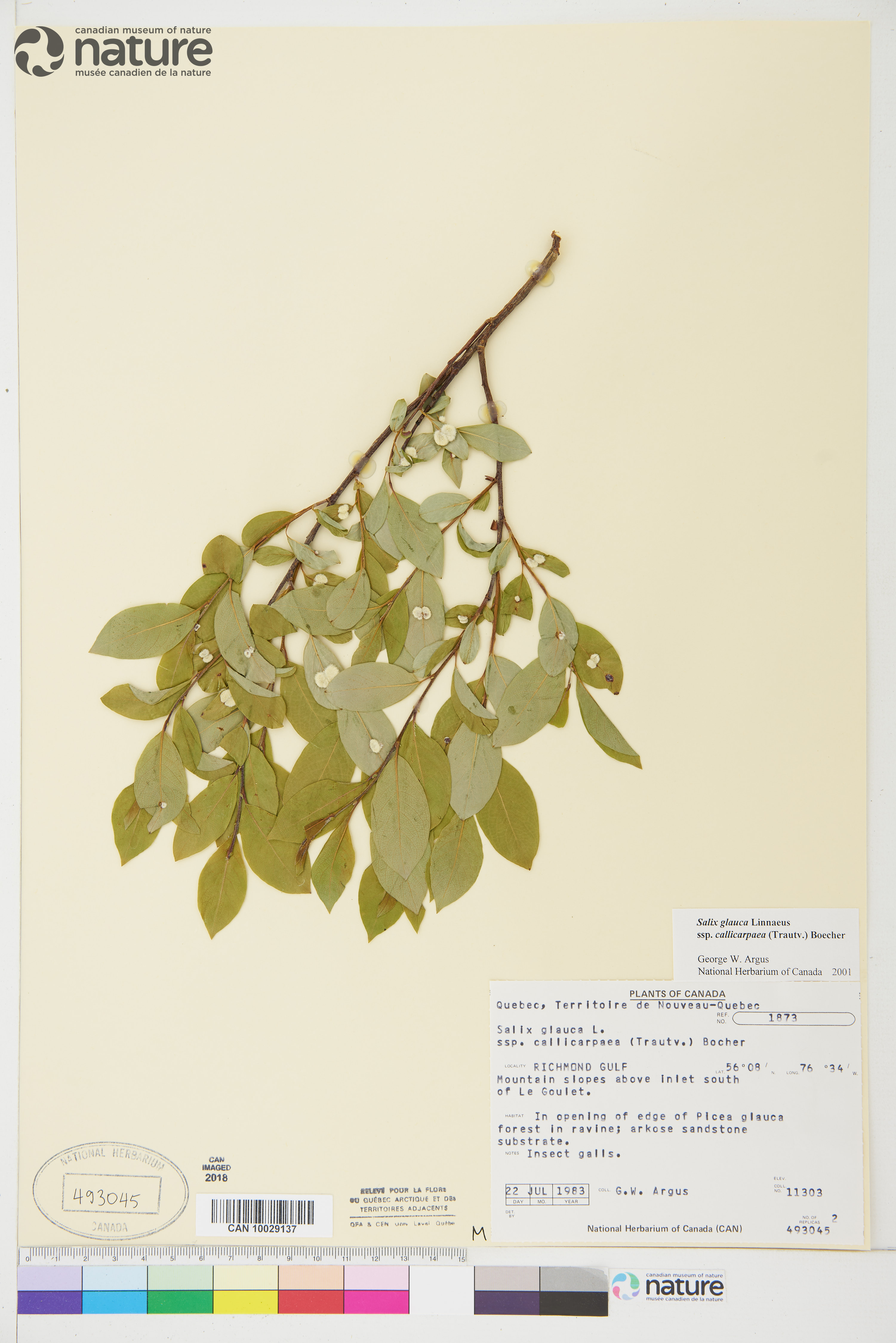 Salix glauca subsp. callicarpaea image