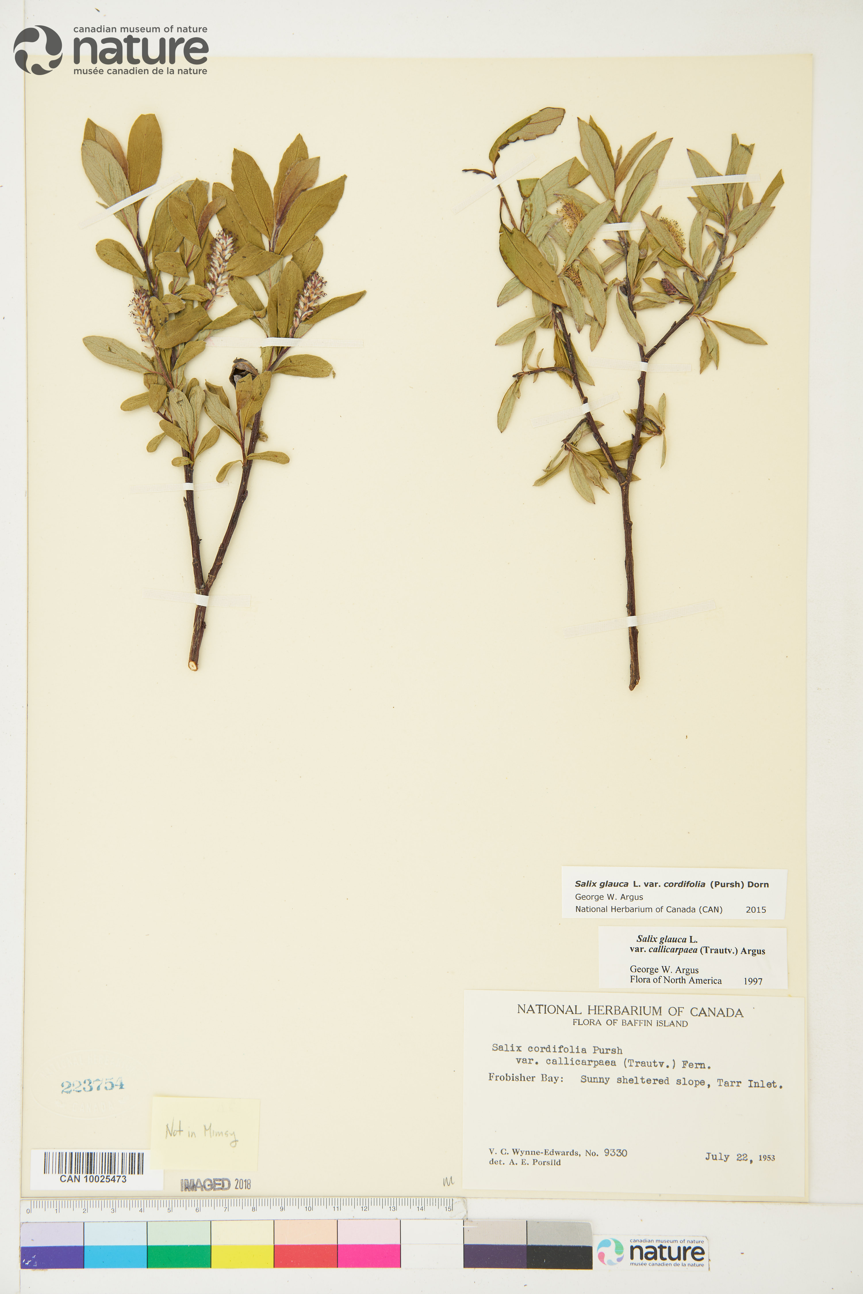 Salix glauca subsp. callicarpaea image