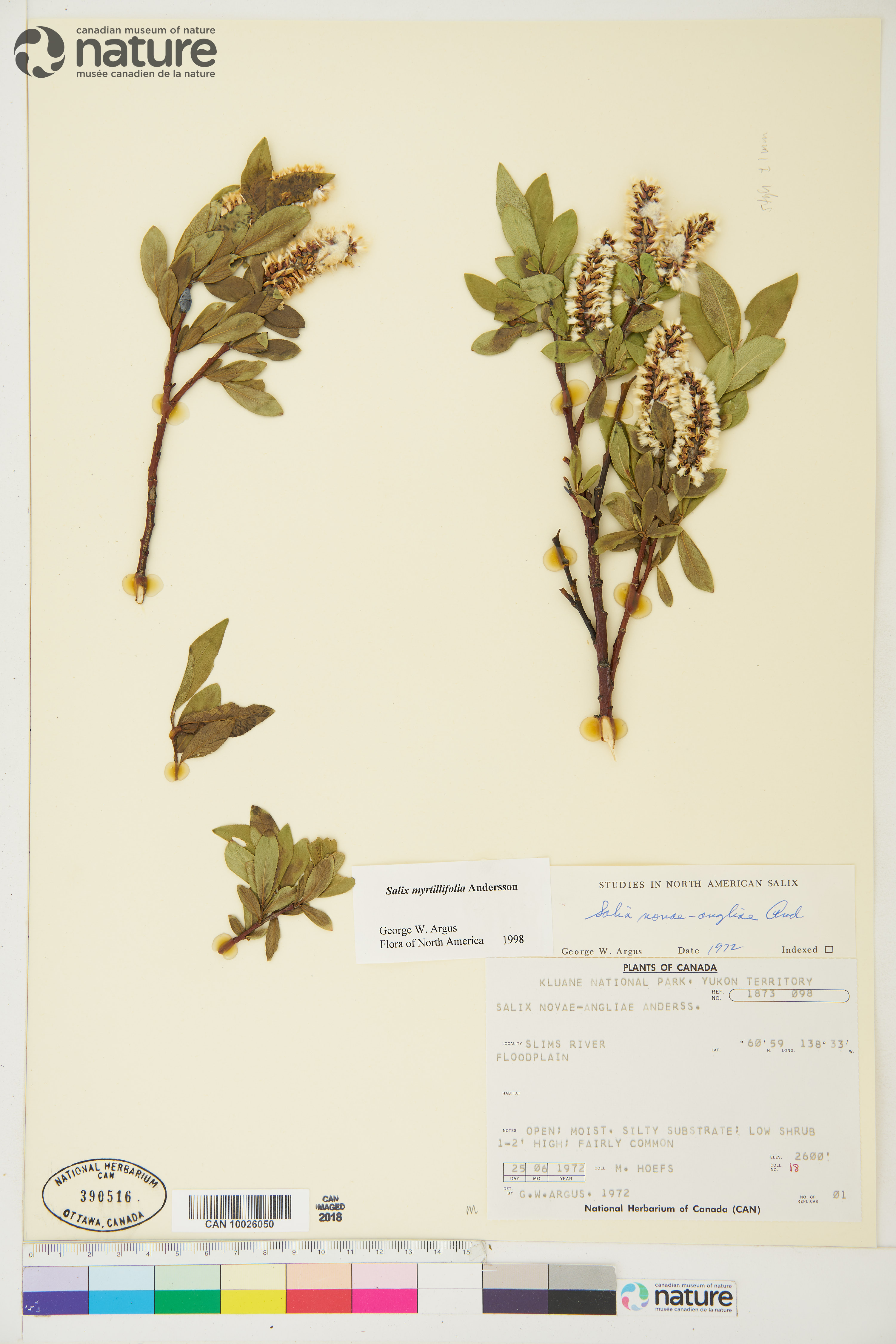 Salix myrtillifolia image