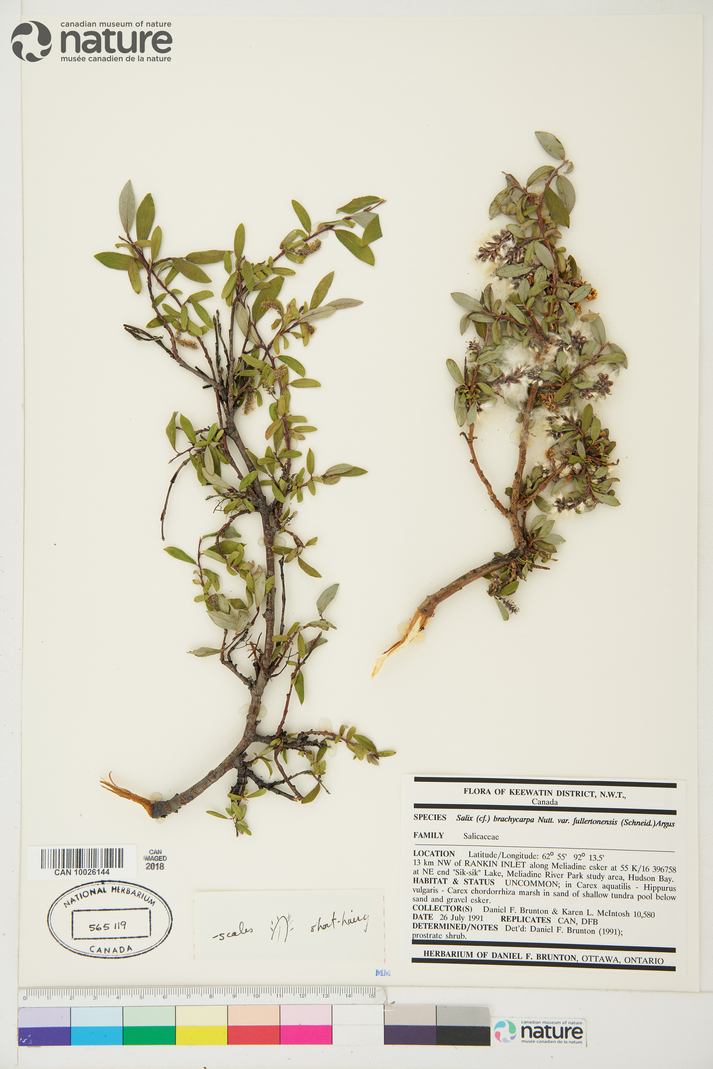 Salix niphoclada image