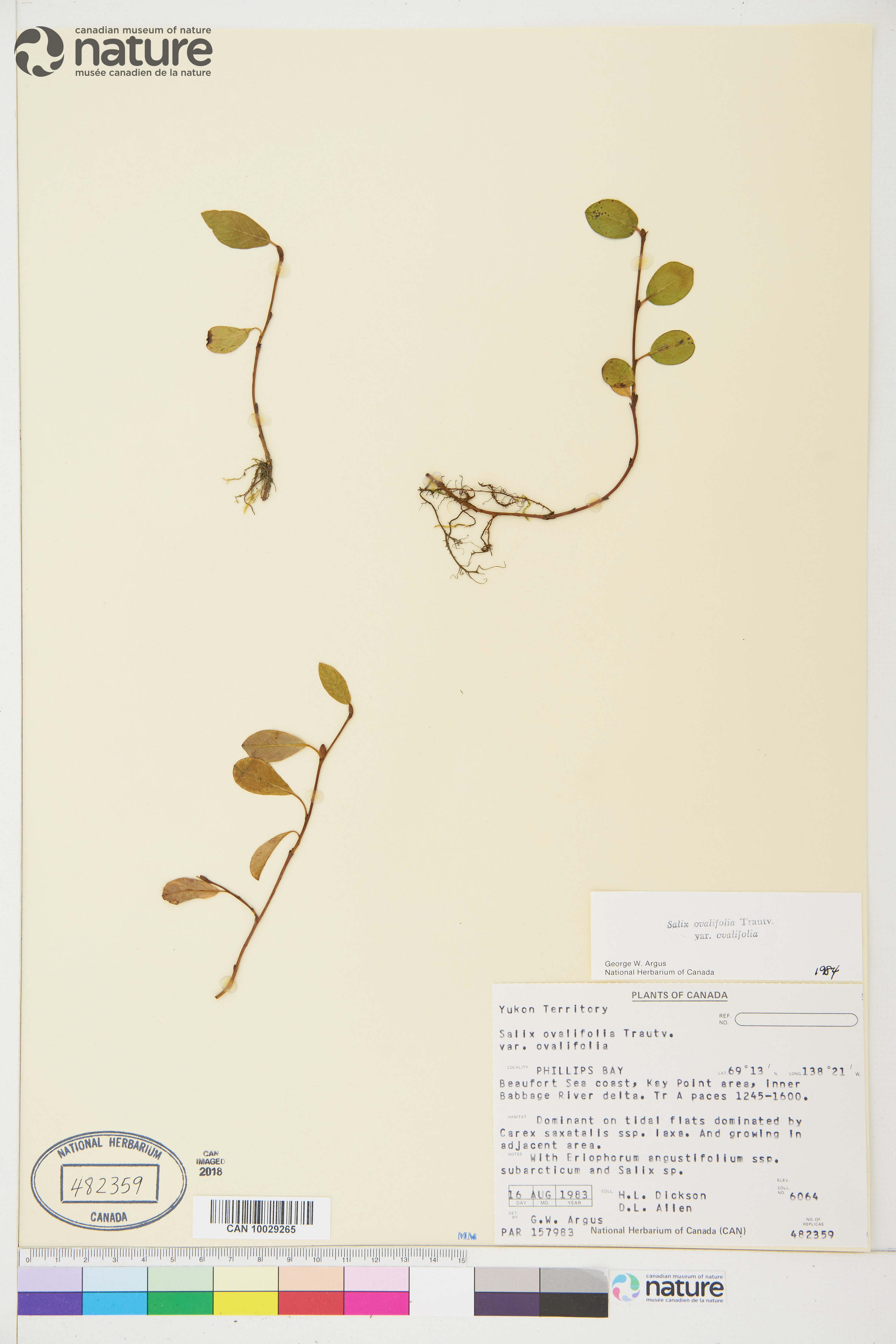 Salix ovalifolia var. ovalifolia image