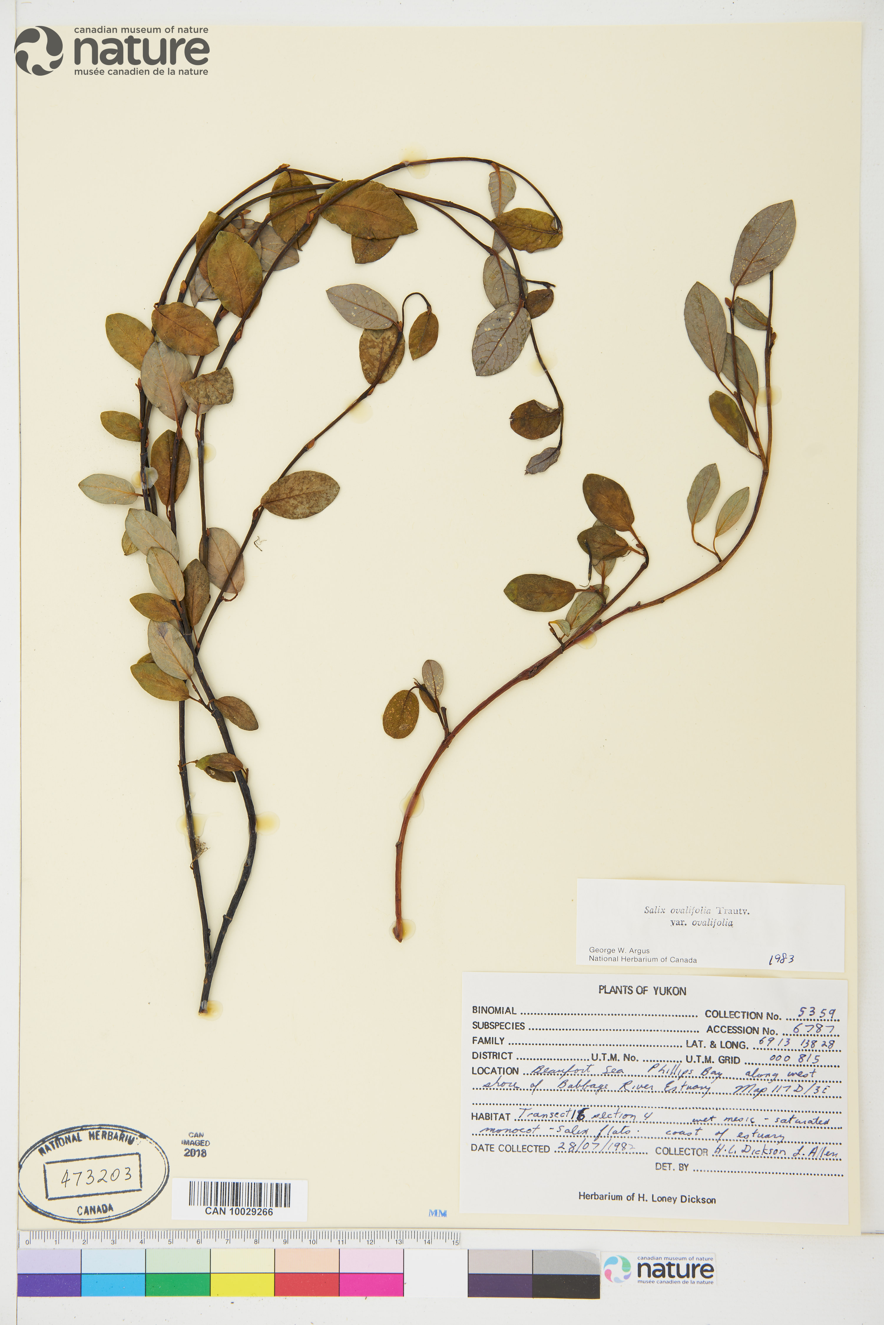 Salix ovalifolia var. ovalifolia image