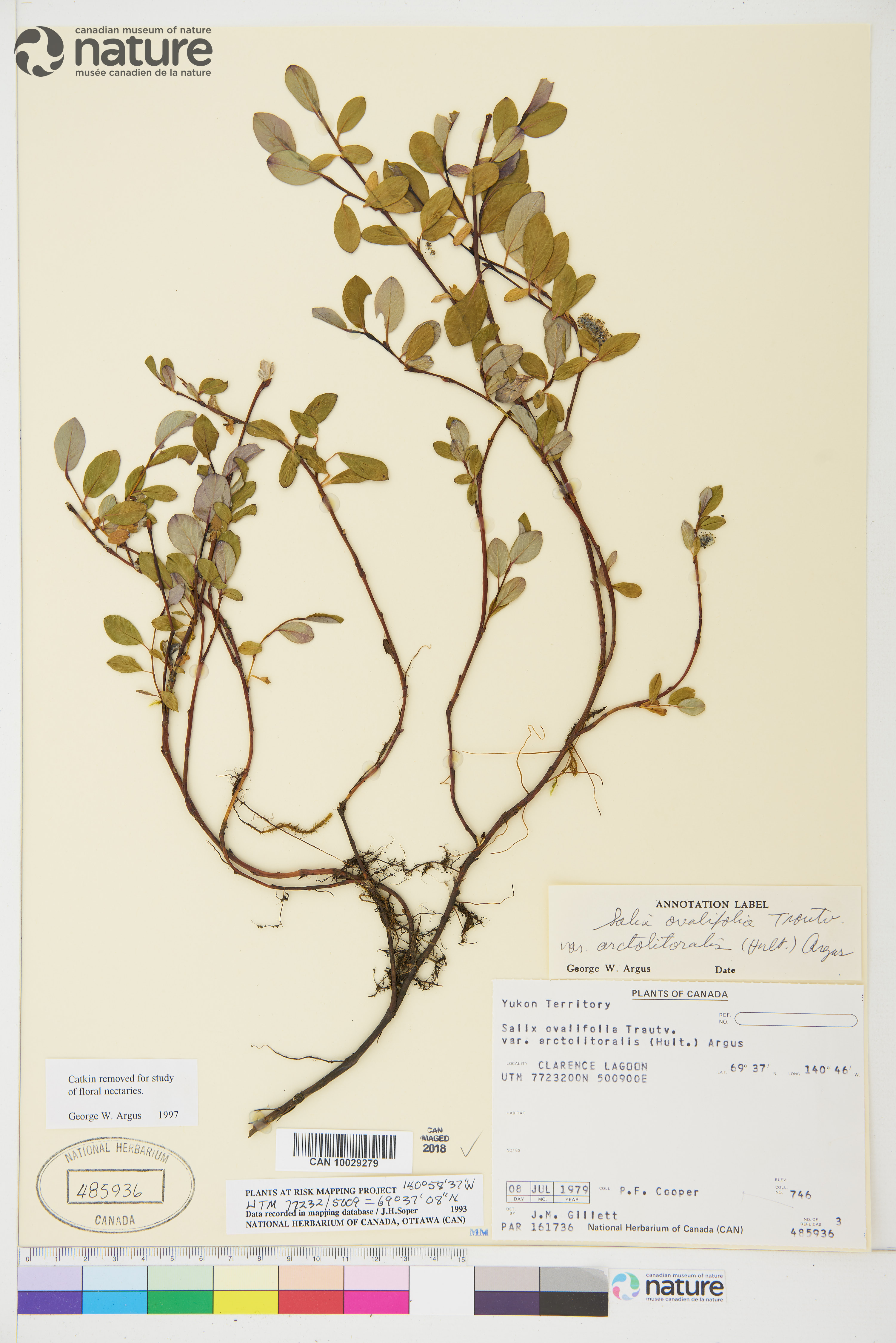 Salix ovalifolia var. arctolitoralis image