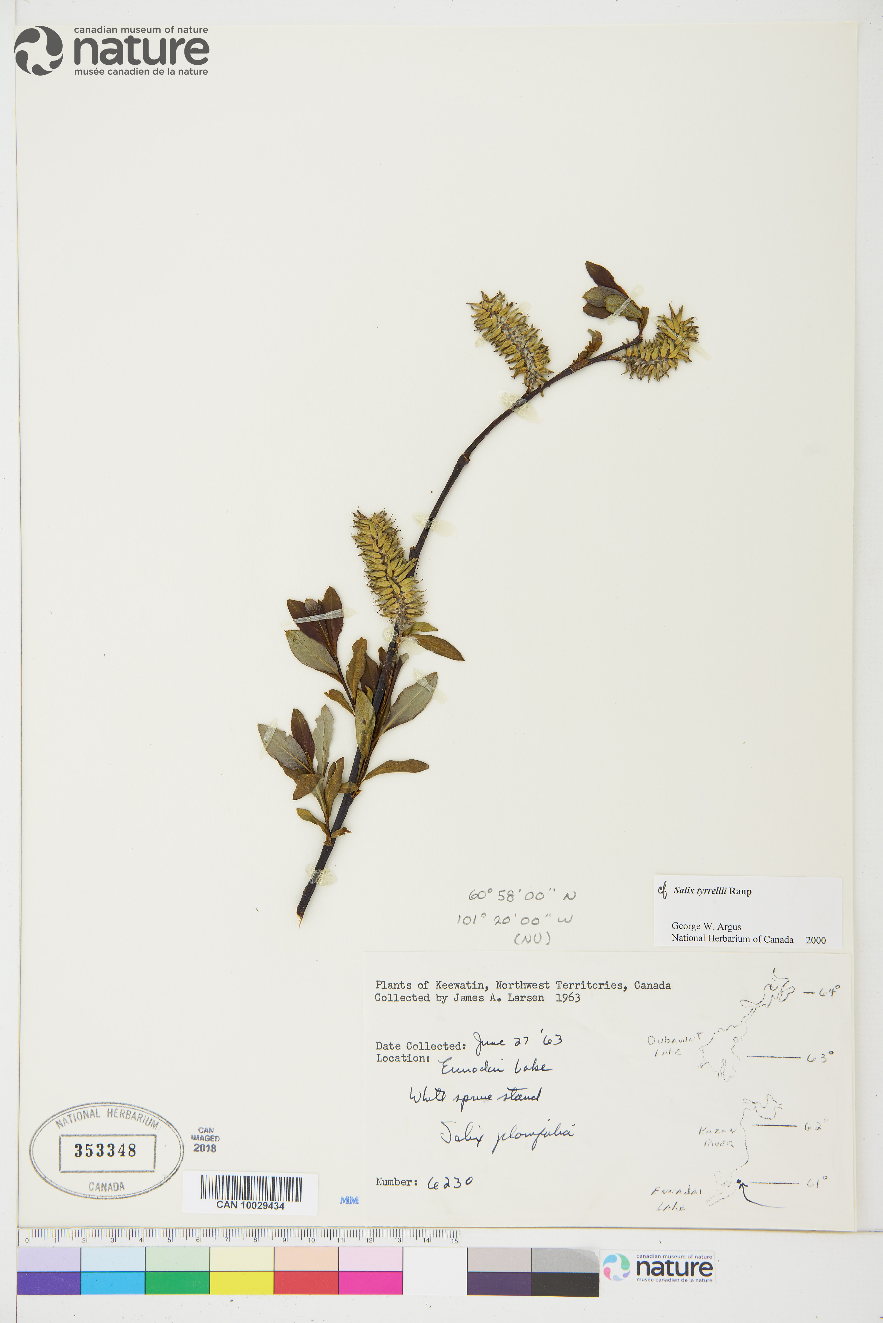 Salix tyrrellii image