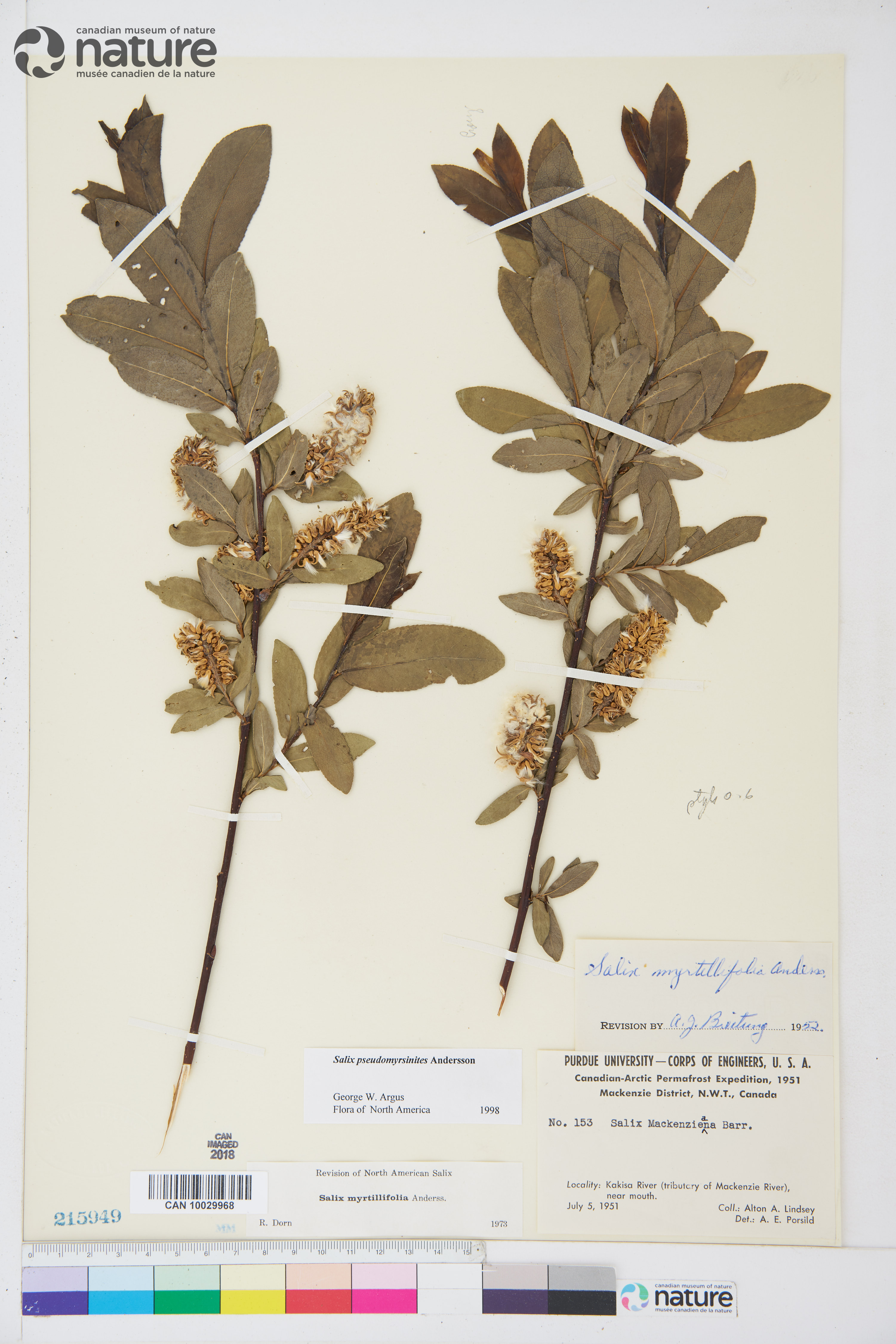 Salix pseudomyrsinites image