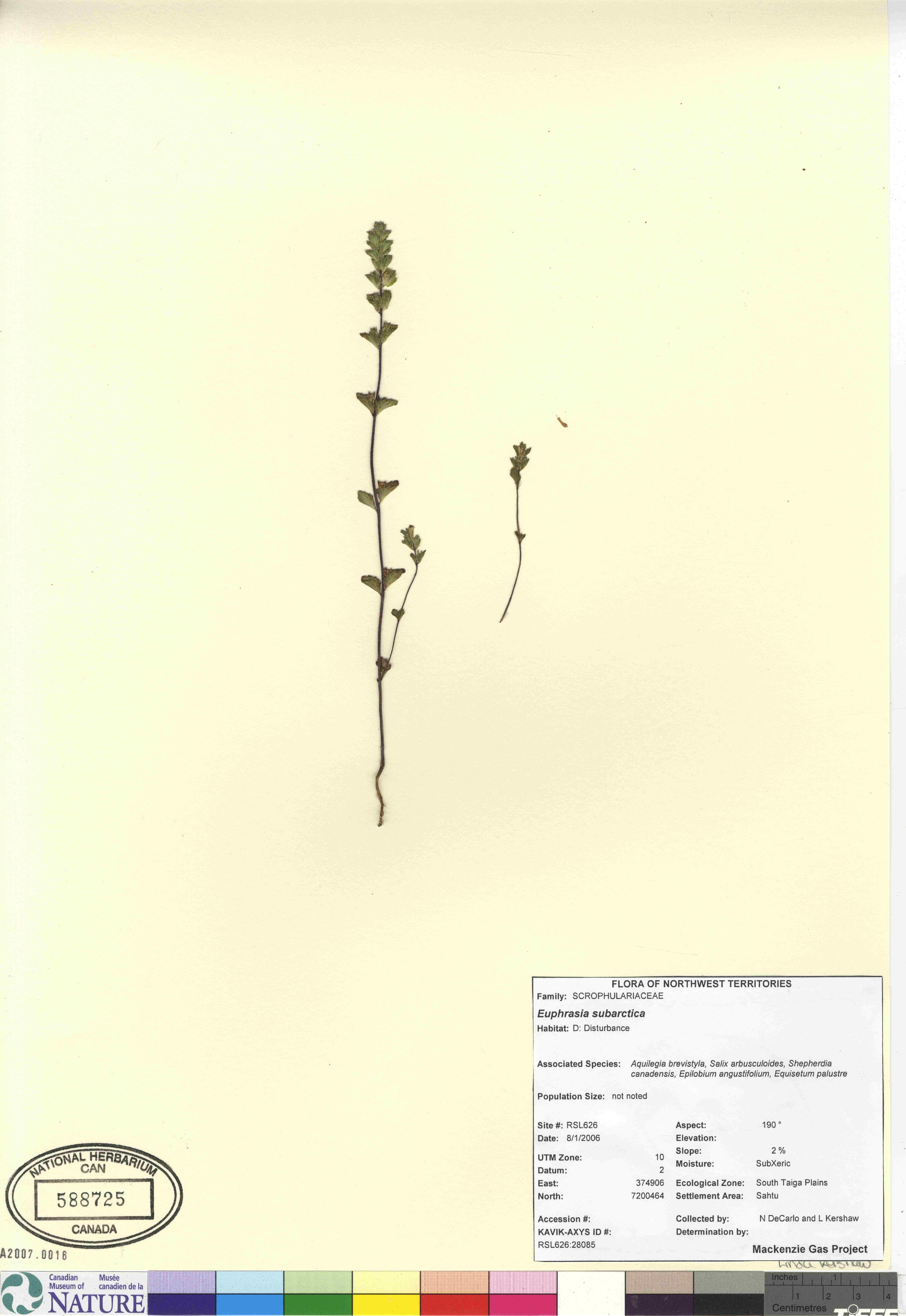 Euphrasia subarctica image
