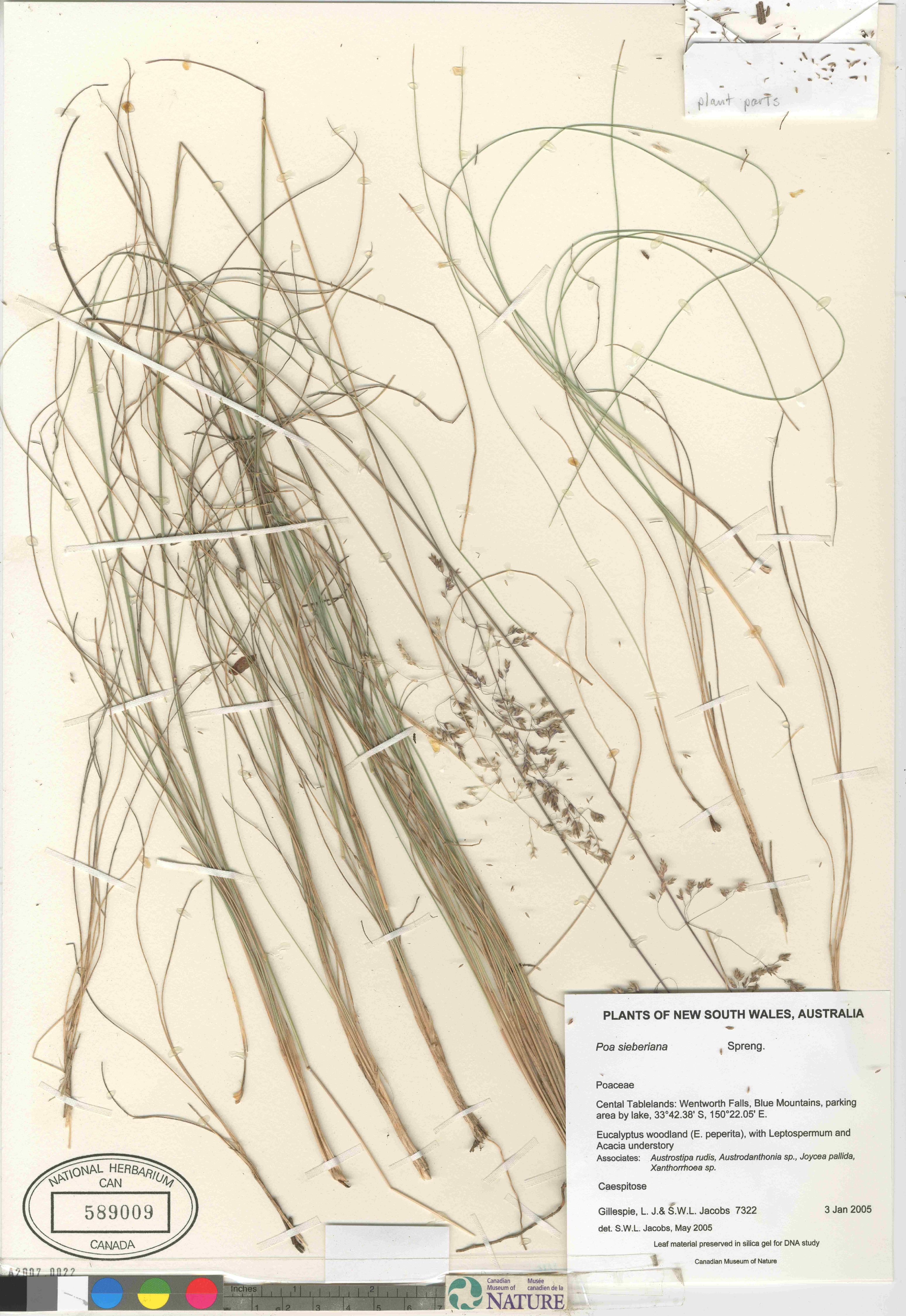Poa sieberiana image