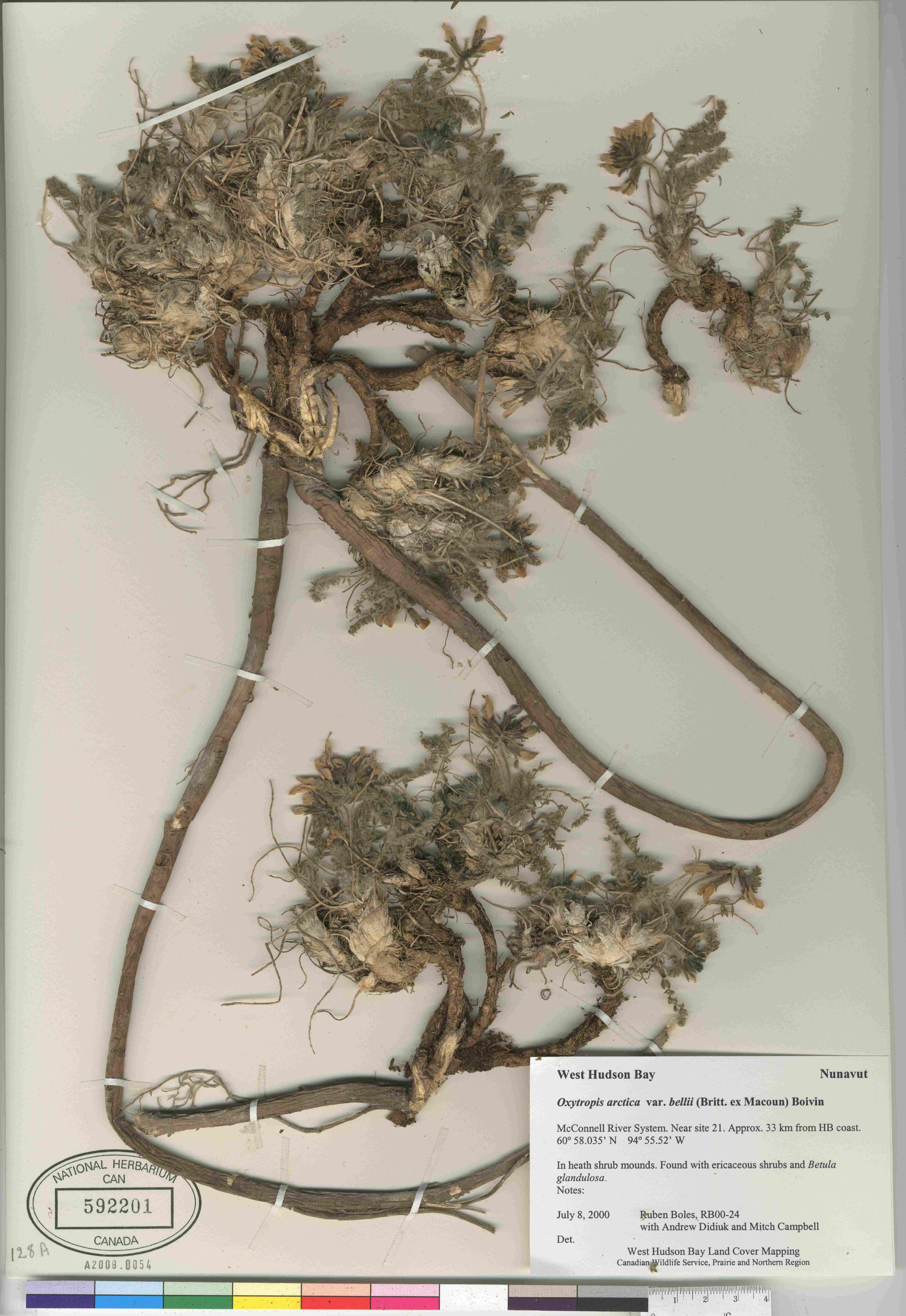 Oxytropis bellii image