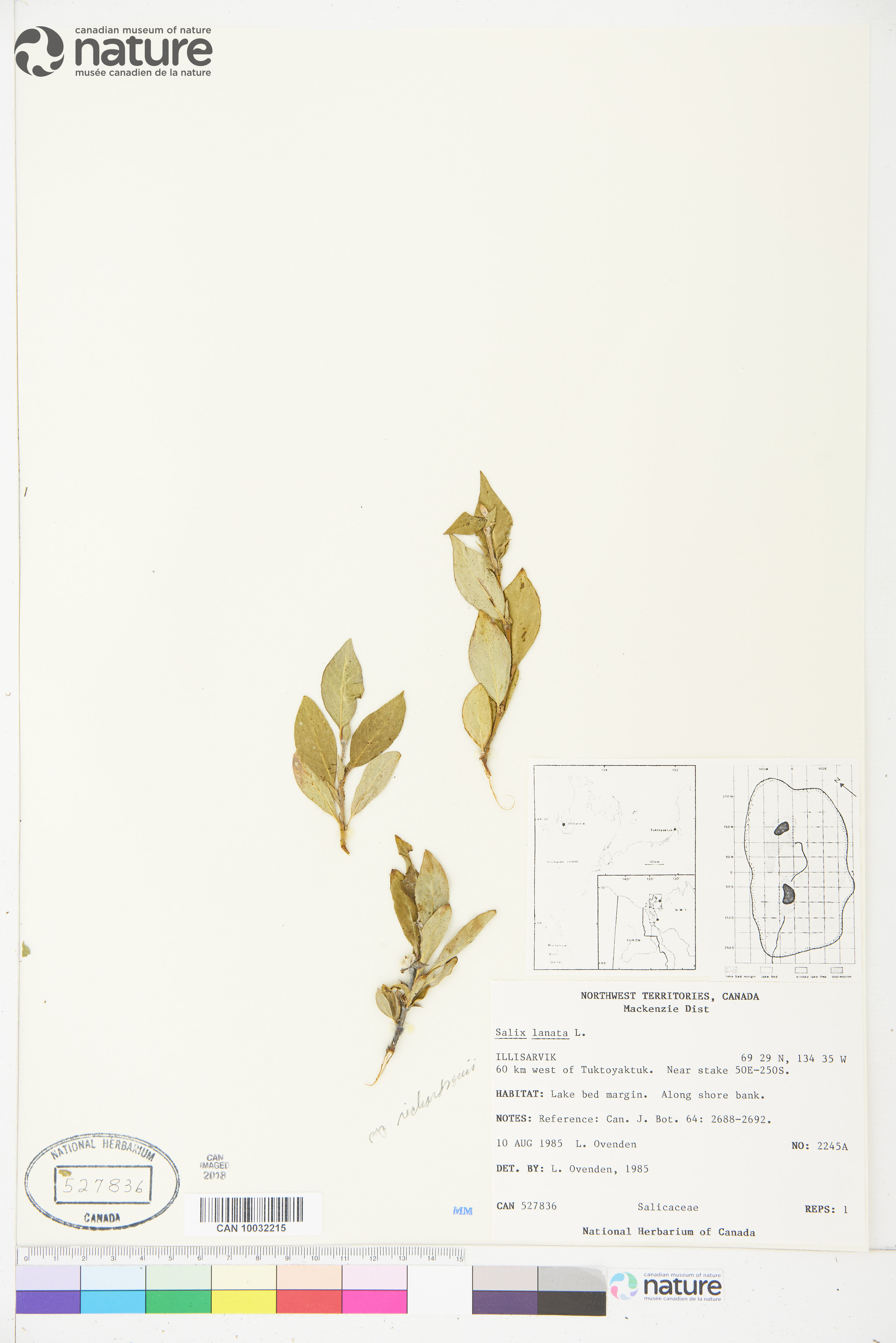 Salix lanata image