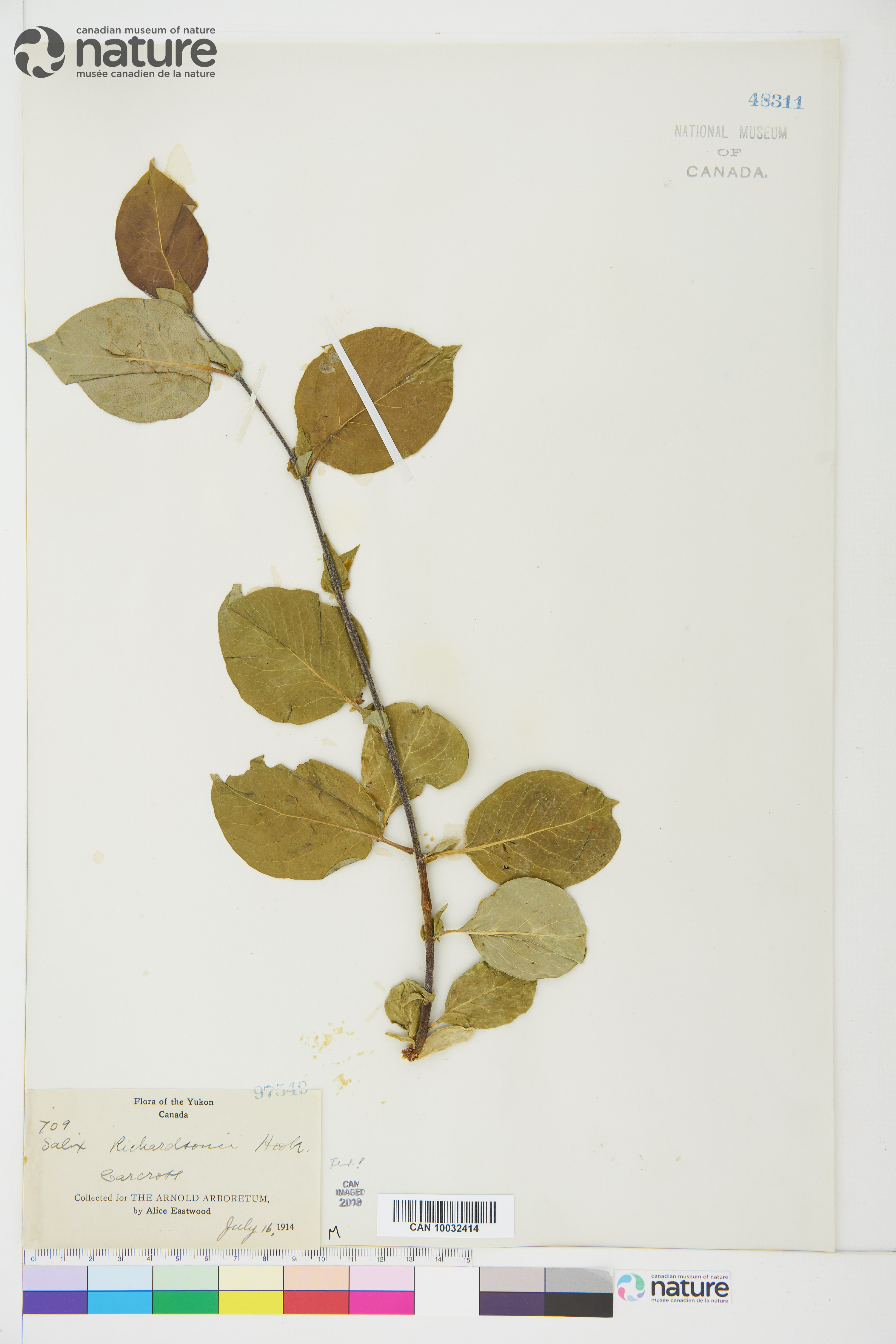 Salix richardsonii image