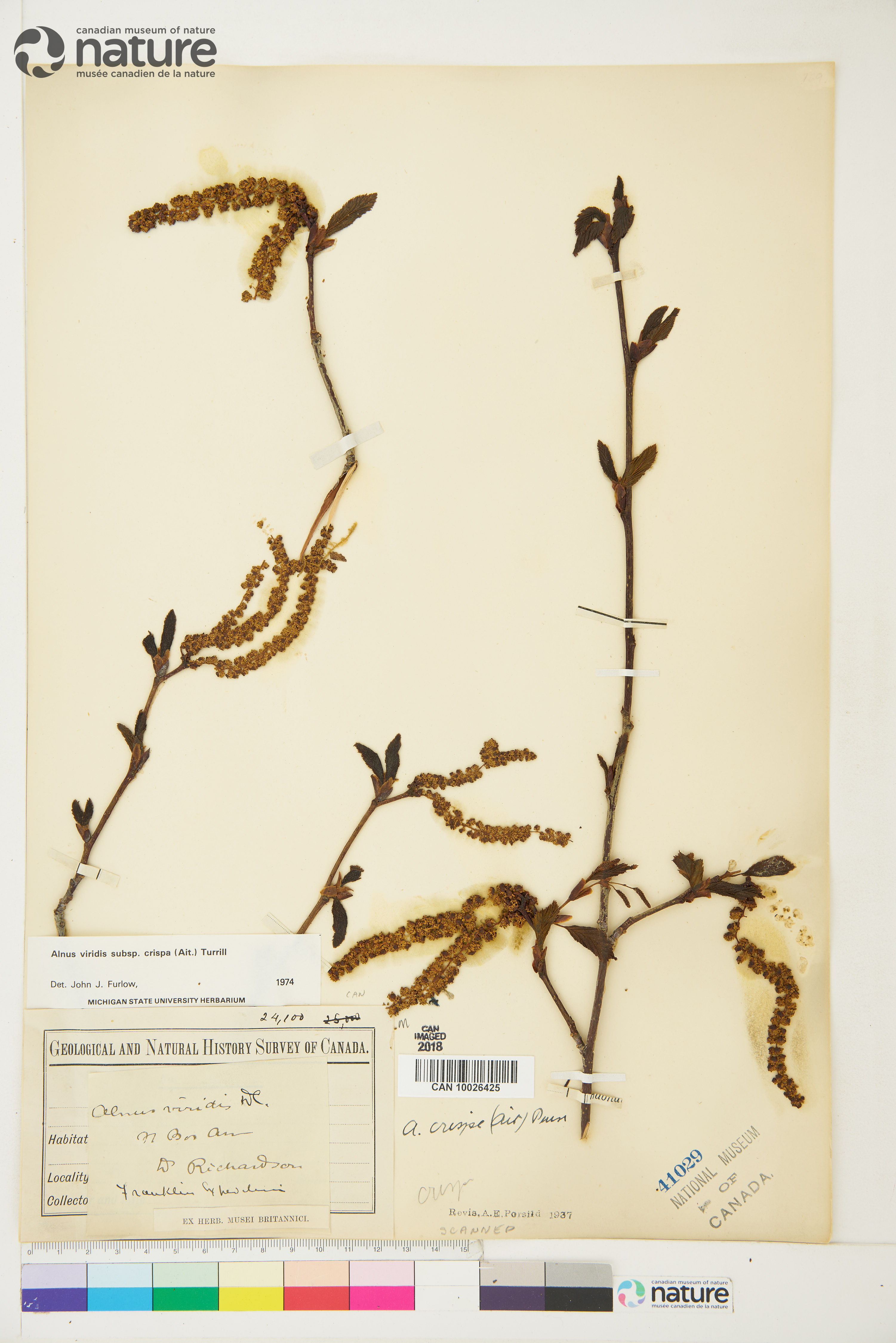 Alnus alnobetula image