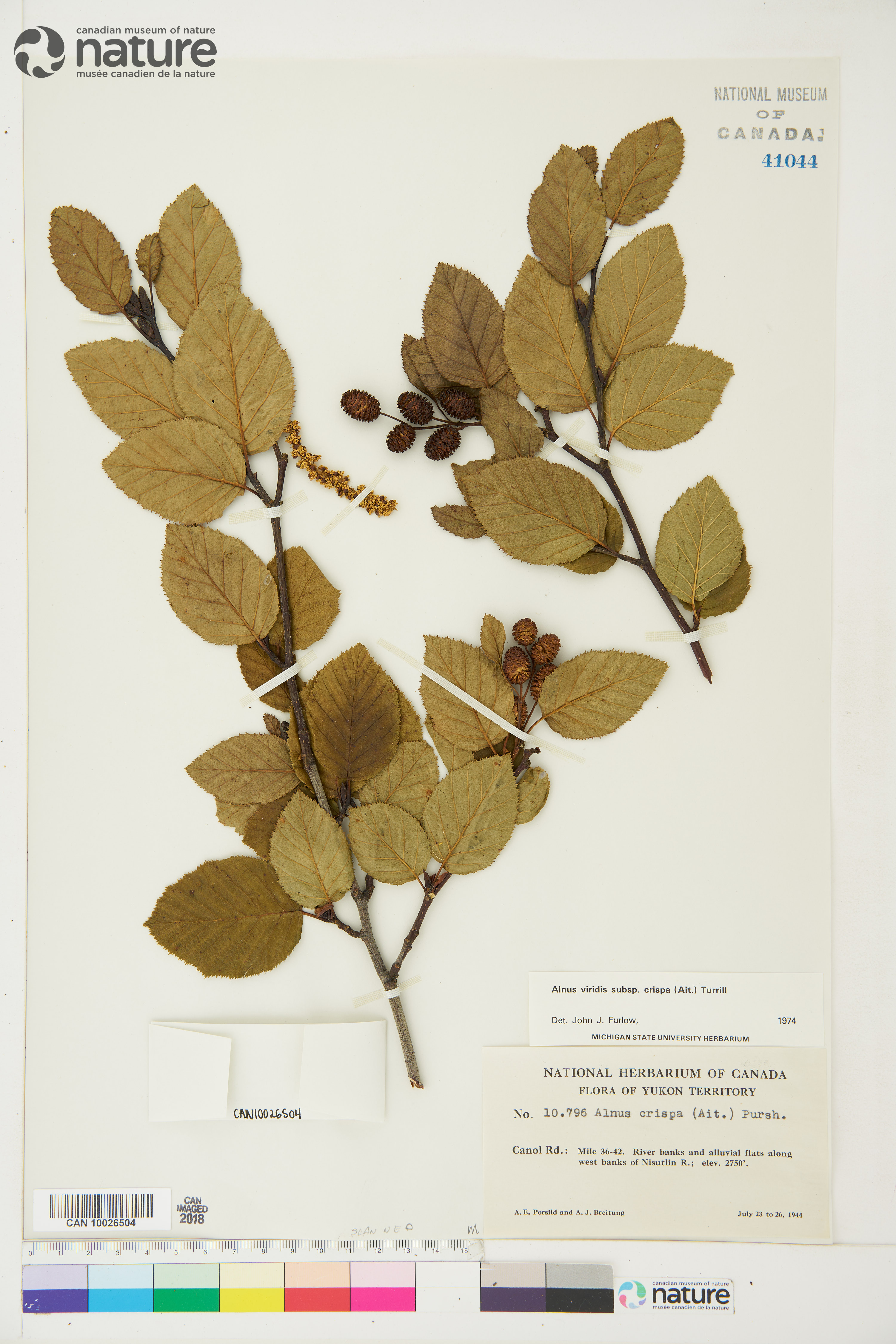 Alnus alnobetula image