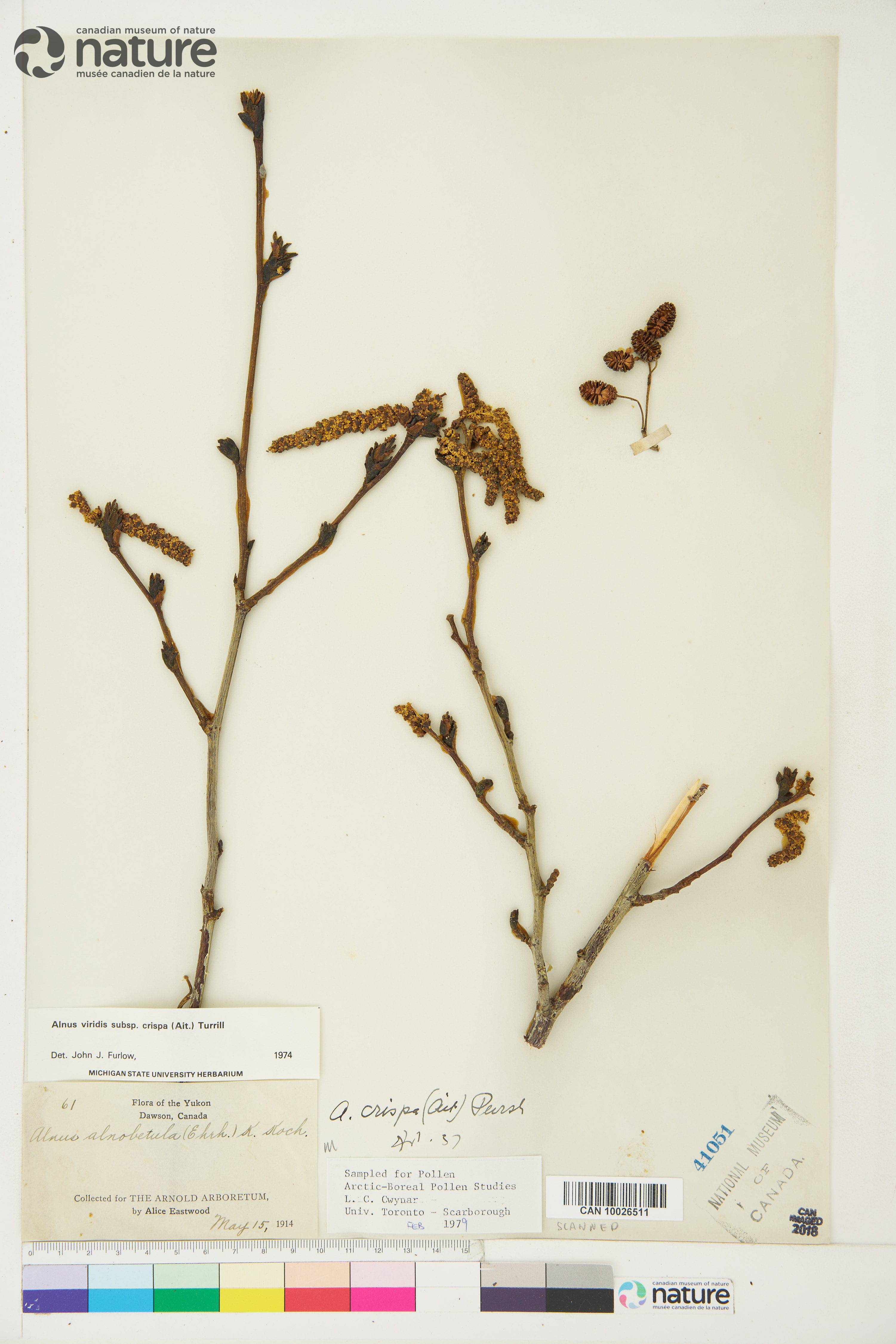 Alnus alnobetula subsp. crispa image